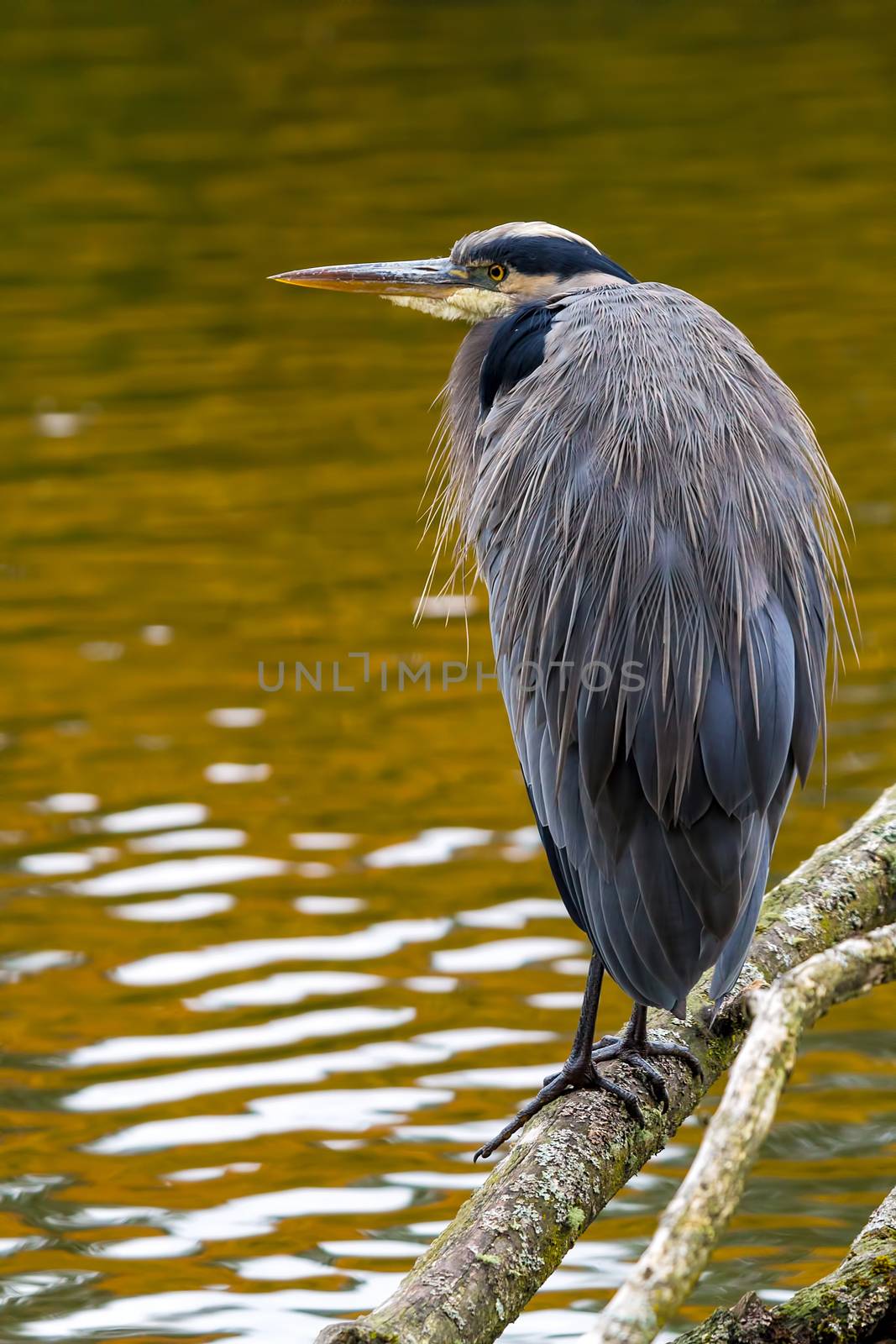 The Great Blue Heron perched on a tree branch by the lake at Crystal Springs Rhododendron Garden in Portland Oregon