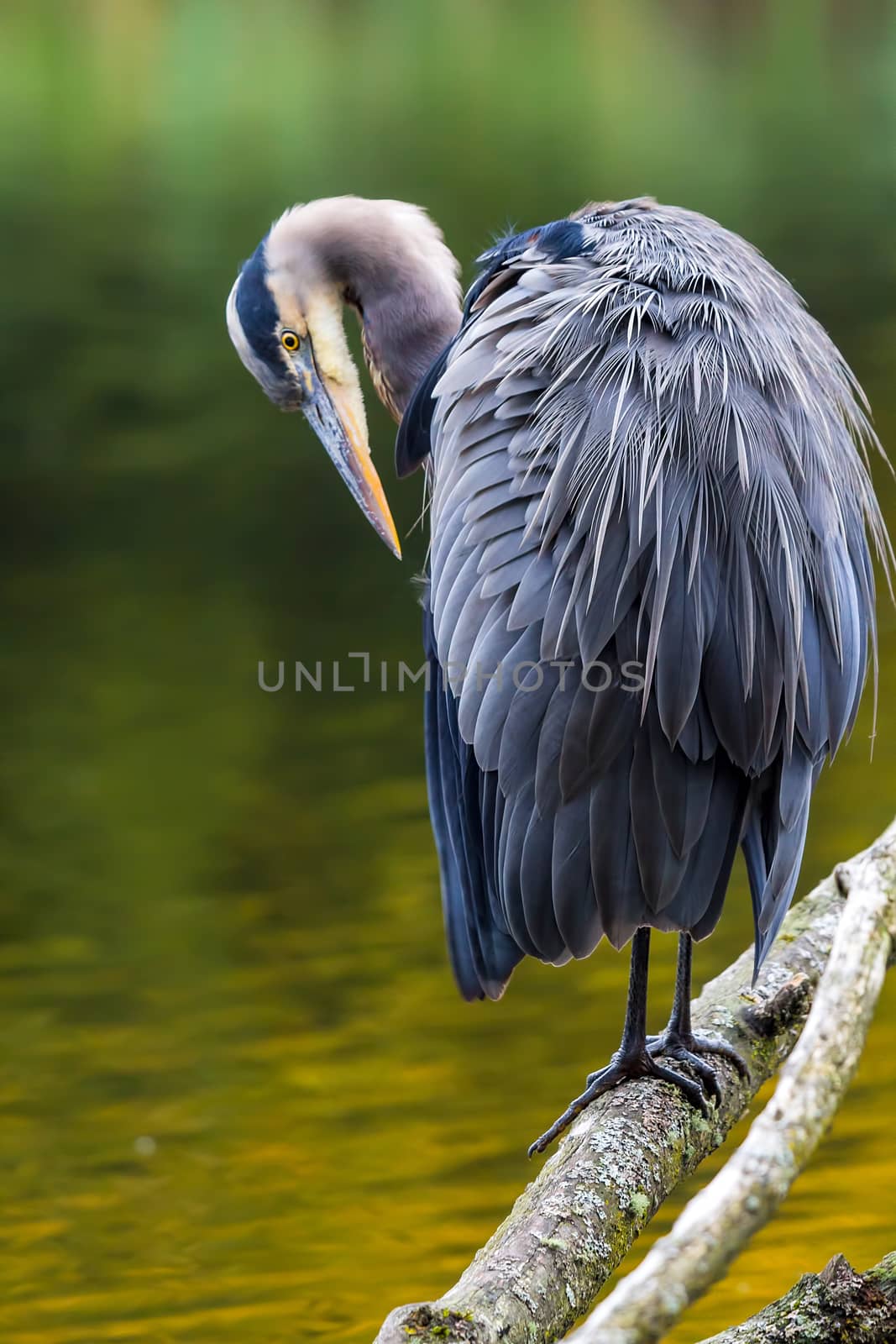 The Great Blue Heron perched on a tree branch preening by the lake at Crystal Springs Rhododendron Garden in Portland Oregon