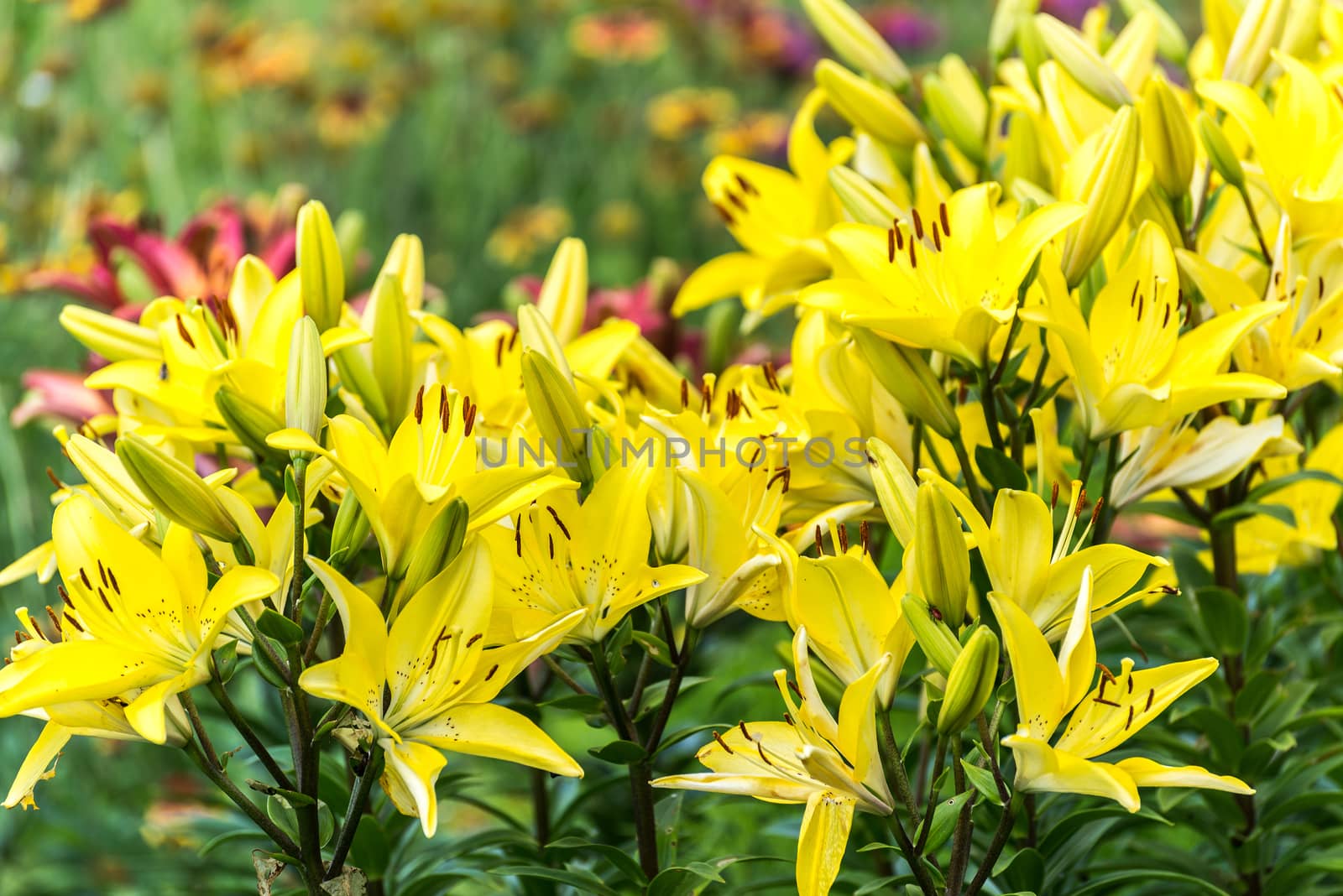 Lots of yellow lilies in flowerbed by olgavolodina