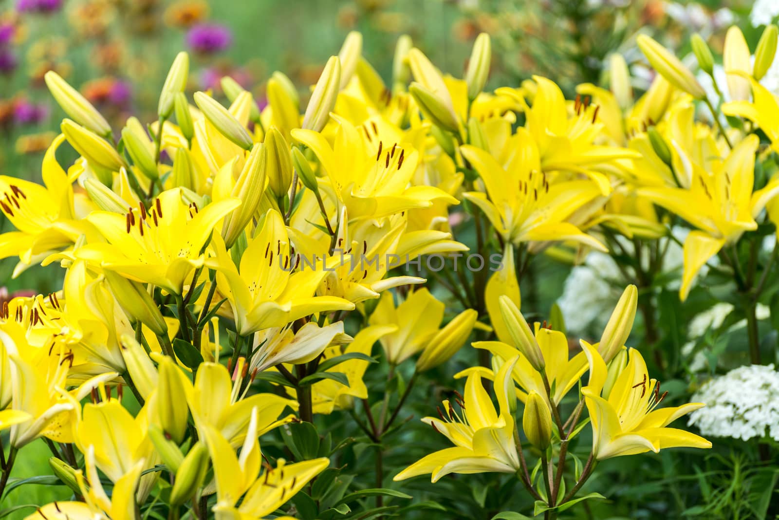 Lots of yellow lilies in the flowerbed