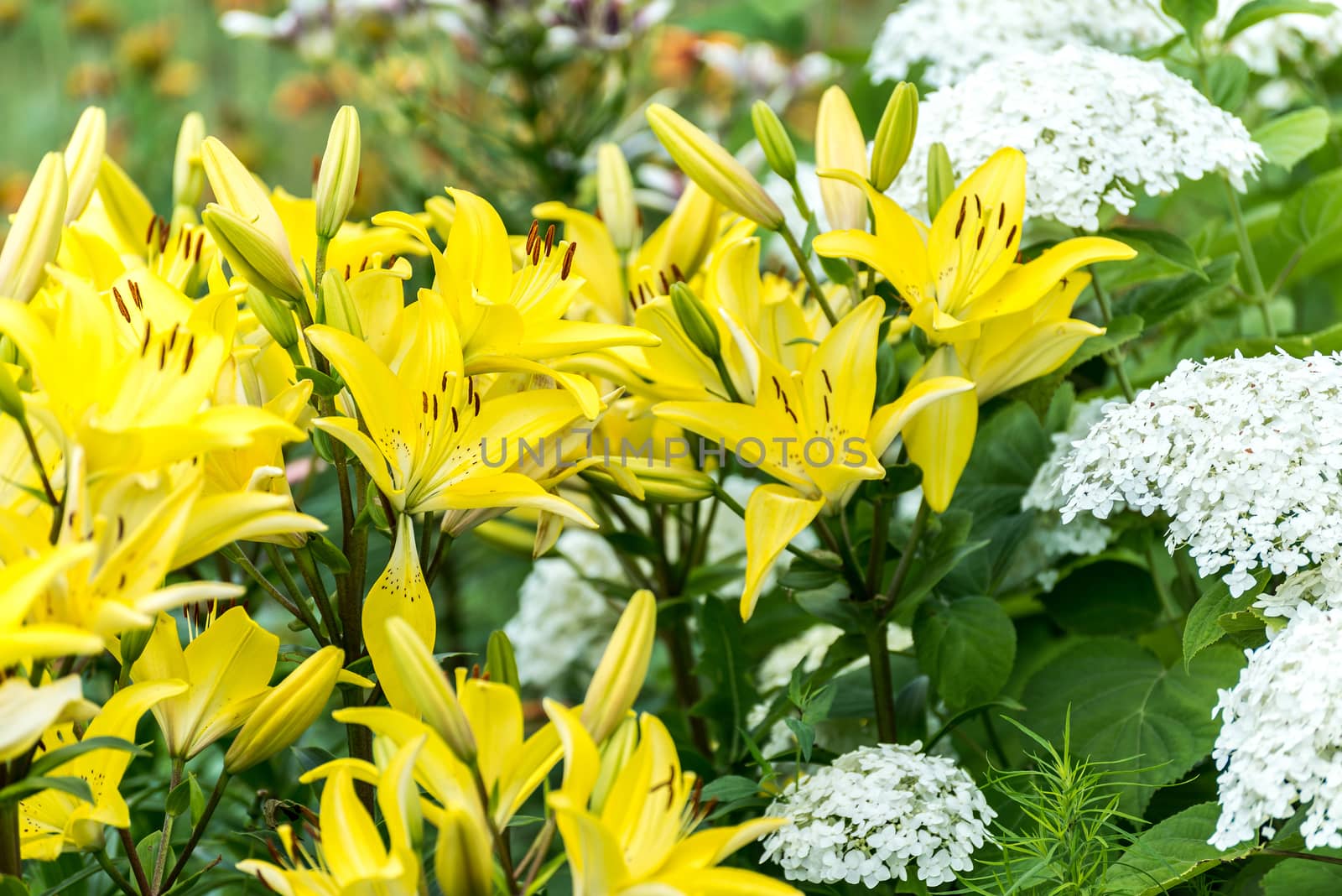 Lots of yellow lilies and white hydrangea in the flowerbed