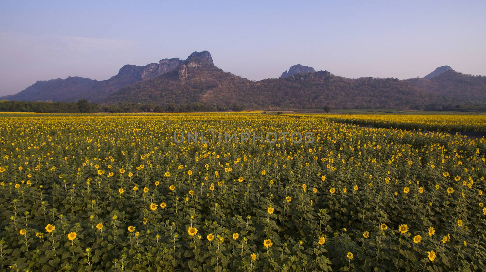 aerial view of sunflowers field and mountain background by khunaspix