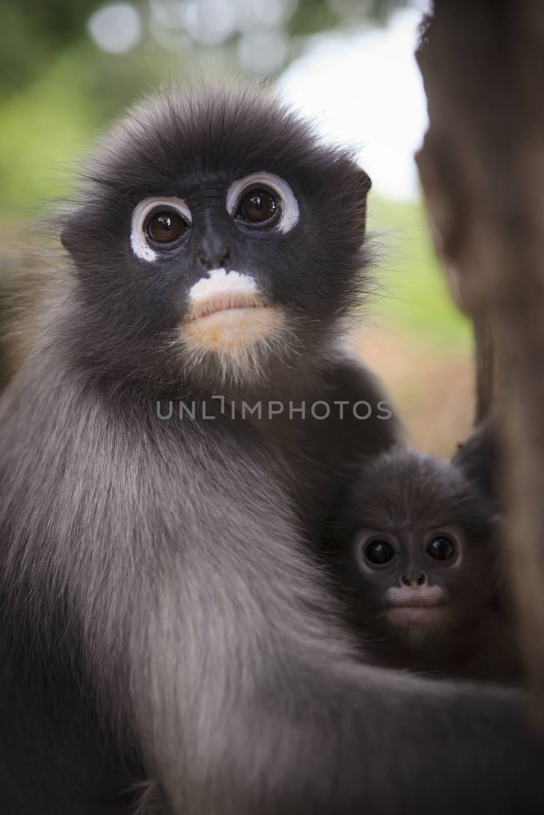 close up mother face of dusky leaf monkey and new kid in warming by khunaspix