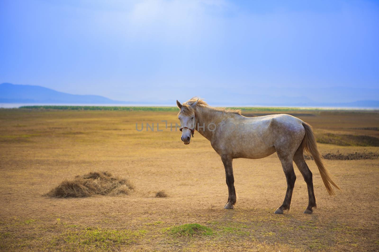 white horse standing in open rural farm against beautiful sun li by khunaspix