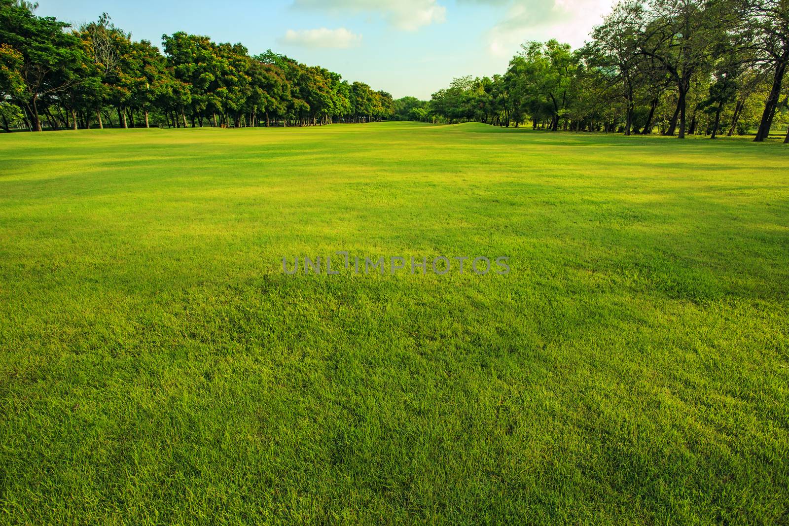 green grass  field of public park in morning light by khunaspix