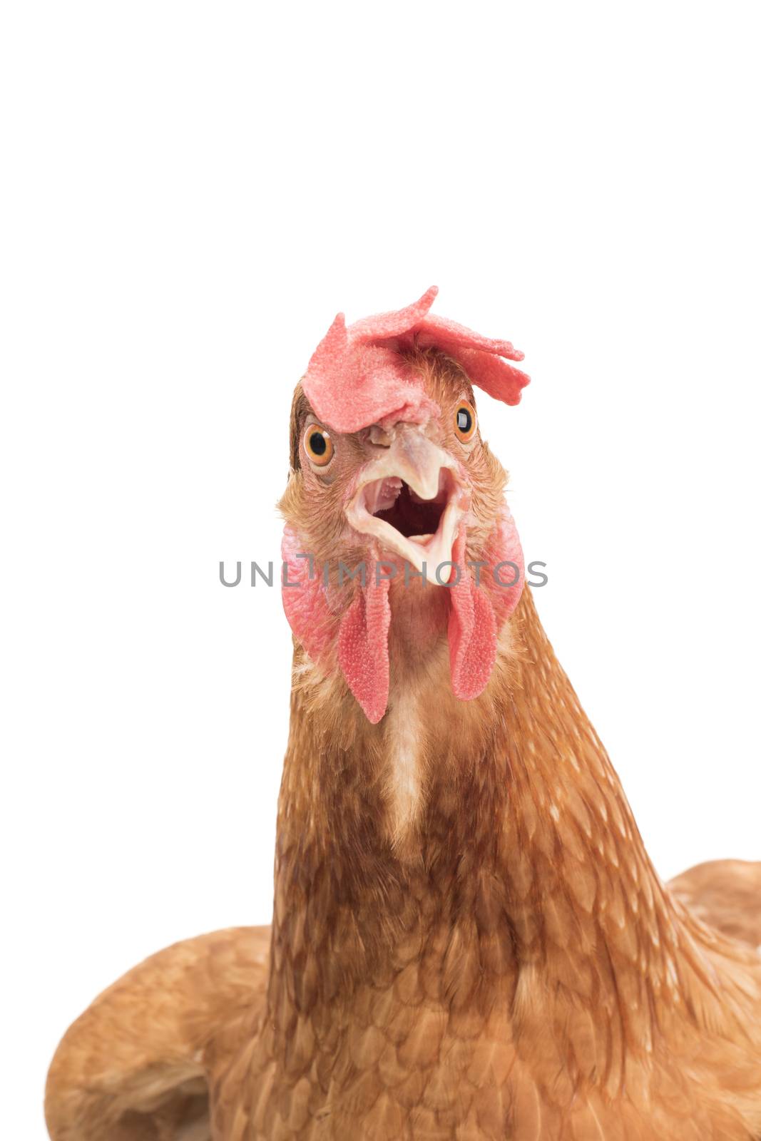 close up of brown chicken head open mouth surprising emotion iso by khunaspix