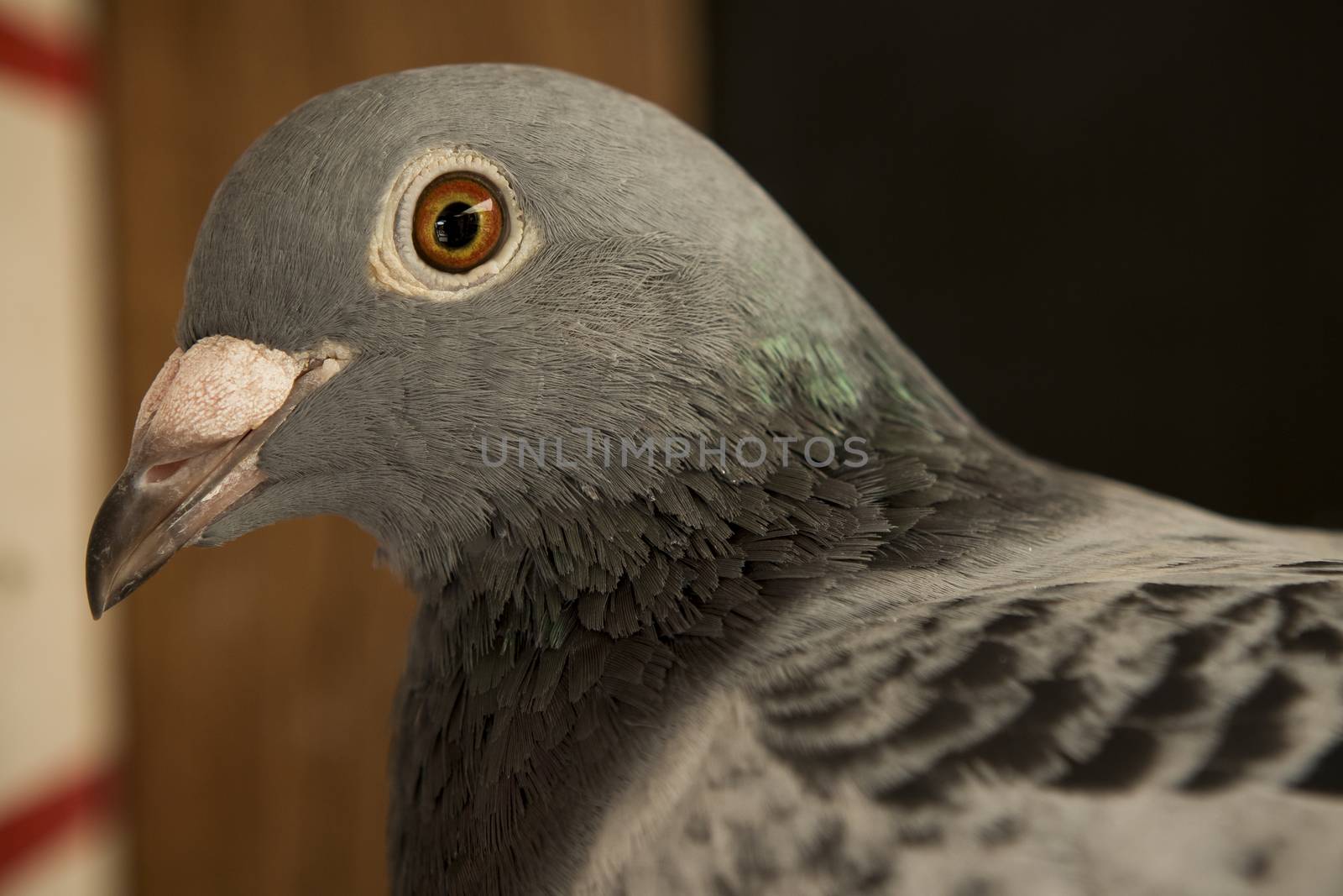 close up head shop of pigeon bird by khunaspix