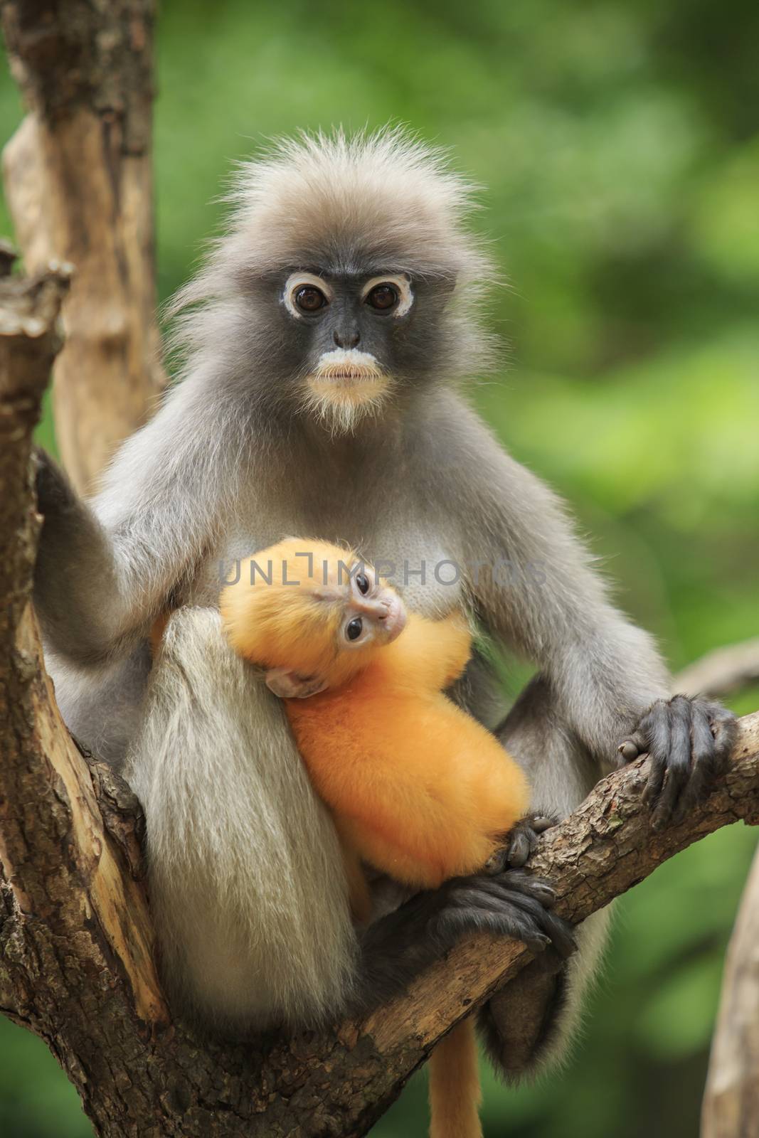 motherhood of Dusky leaf monkey, Dusky langur in southern of thailand