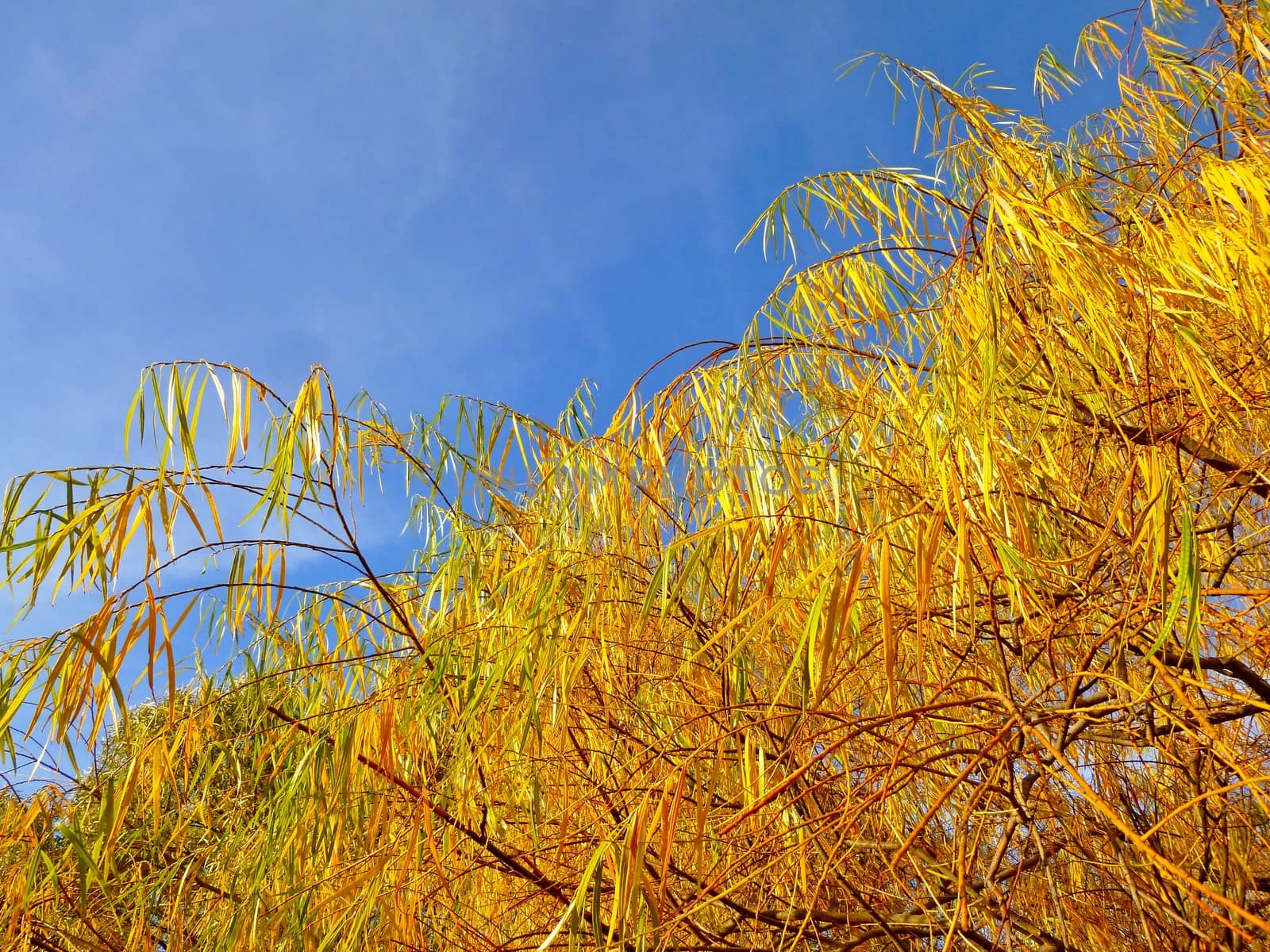 tree branch with long yellow leaves - a view from below. On the background of the sky. A bright autumn day