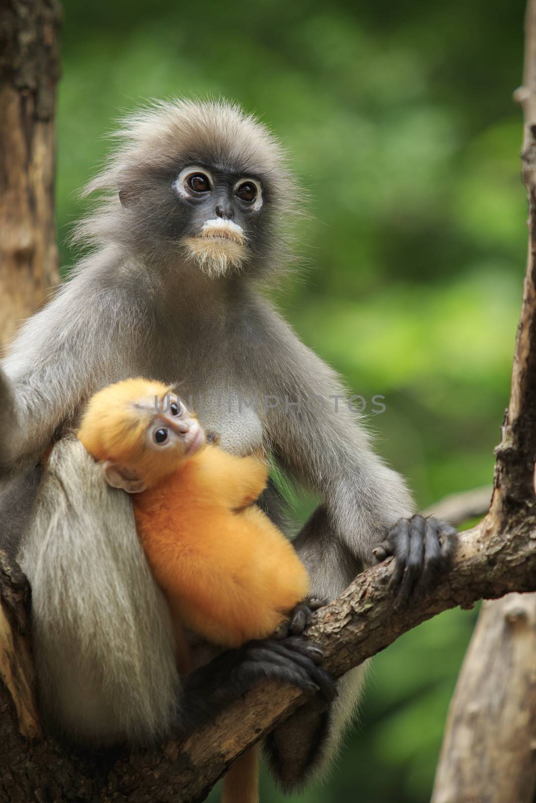 motherhood of Dusky leaf monkey, Dusky langur in southern of tha by khunaspix