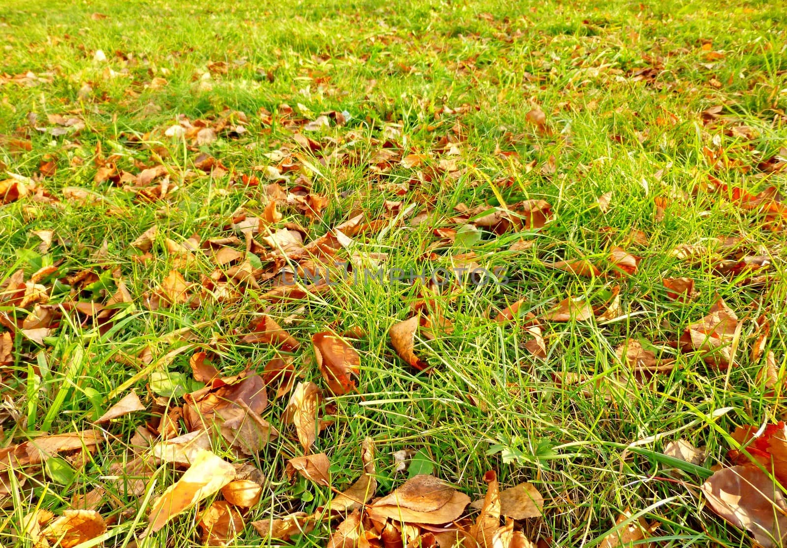 Brown autumn leaves on green grass by Julia_Faranchuk