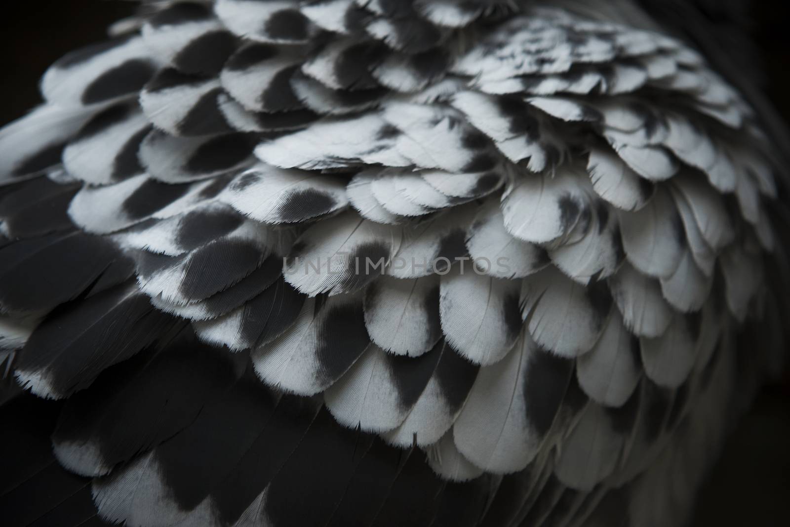close up detail of spot pigeon wing feather with lov light photo by khunaspix