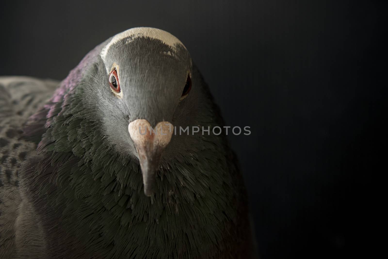 close up face of angry pigeon bird photography by low light styl by khunaspix