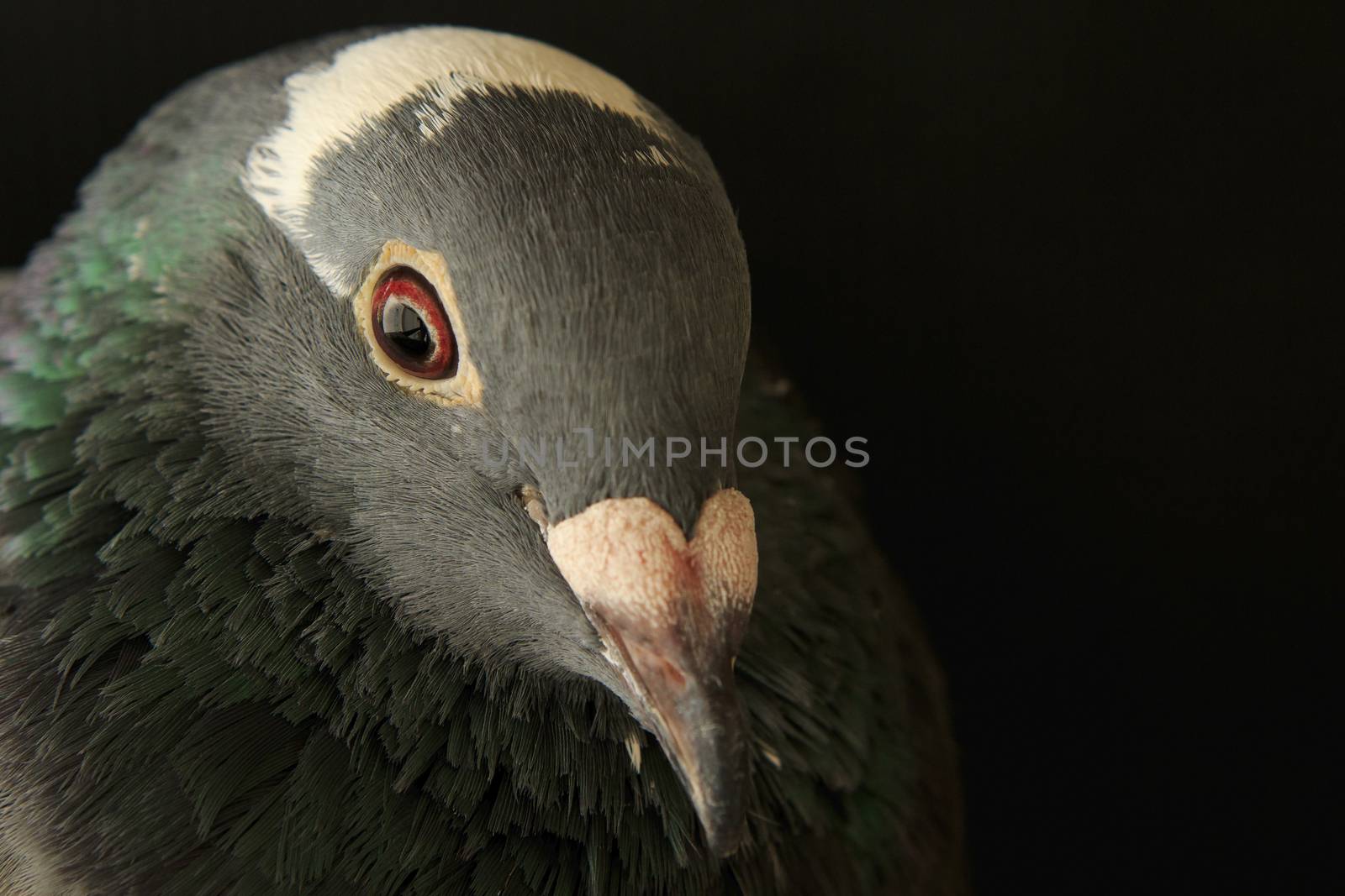 angry eyes of speed racing pigion bird by khunaspix