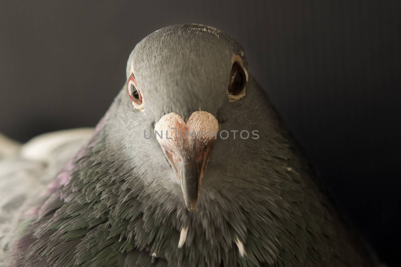 close up face of angry pigeon bird photography by low light style