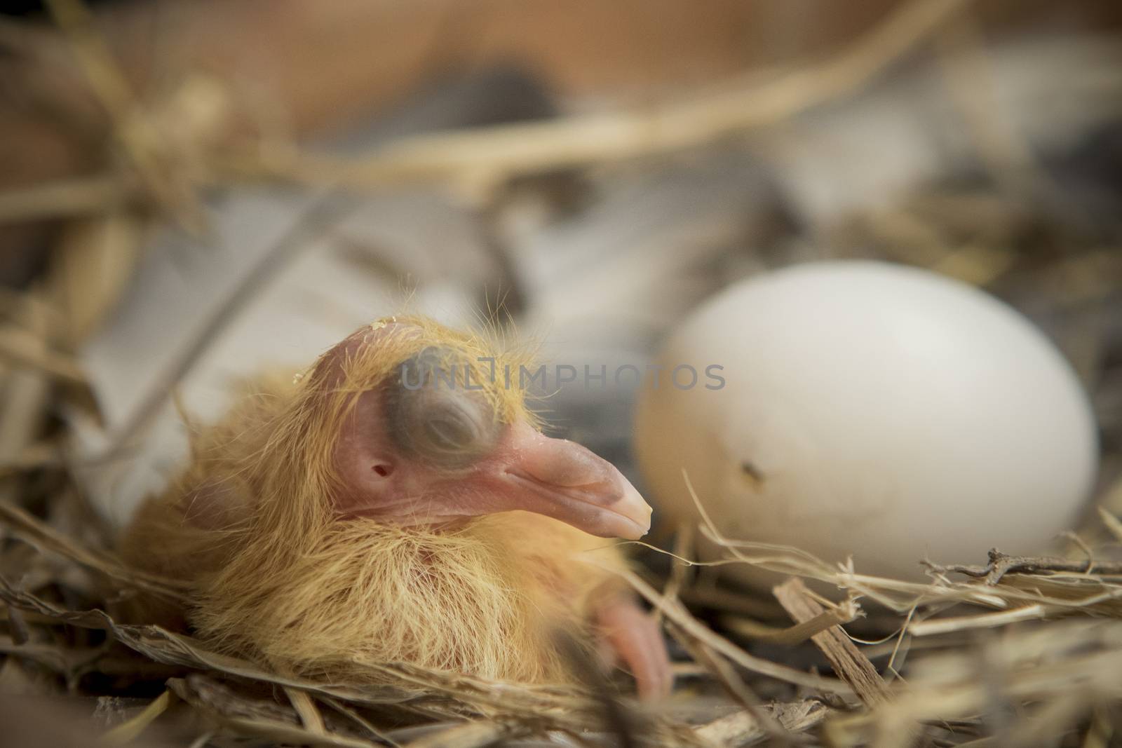first day of pigeon bird hatching in home loft  by khunaspix