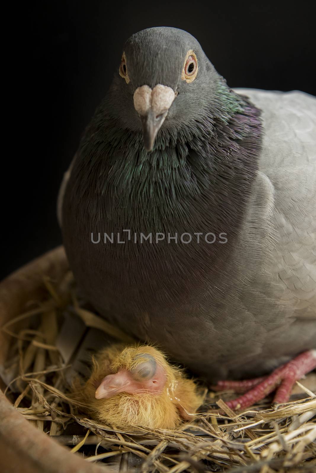 pigeon bird hatching  in home loft