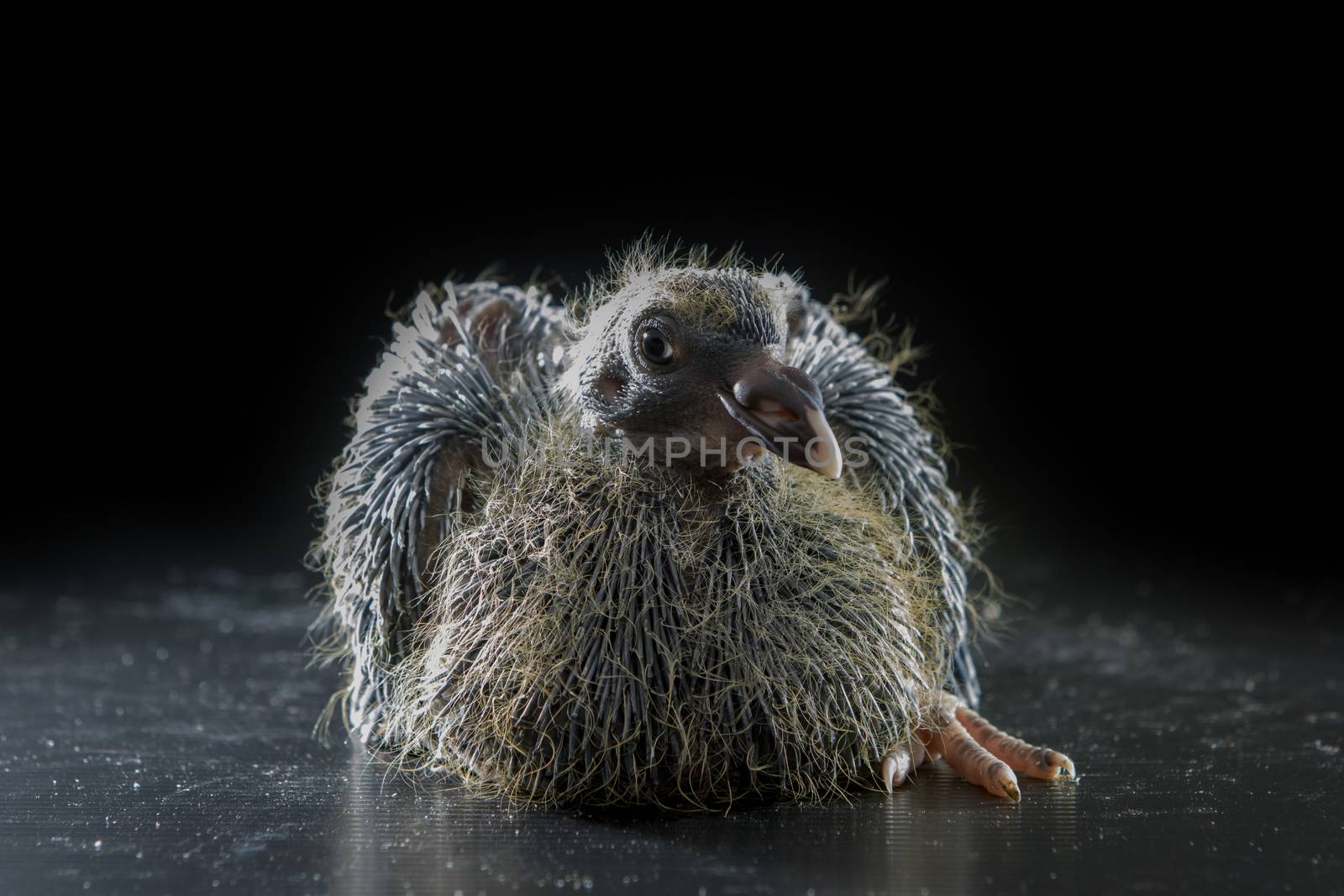 11days babies pigeon bird lying on black background by khunaspix