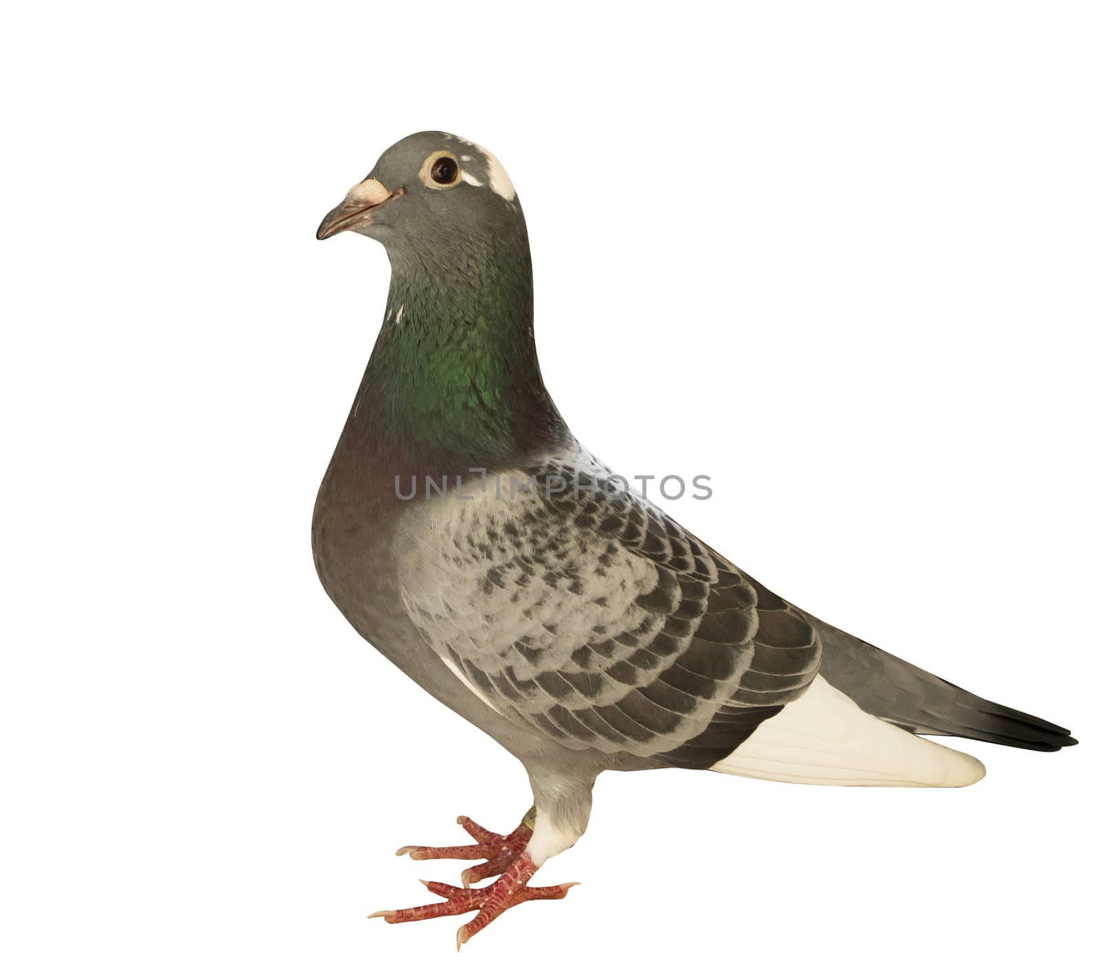 full body of speed flying racing pigeon isolated white background