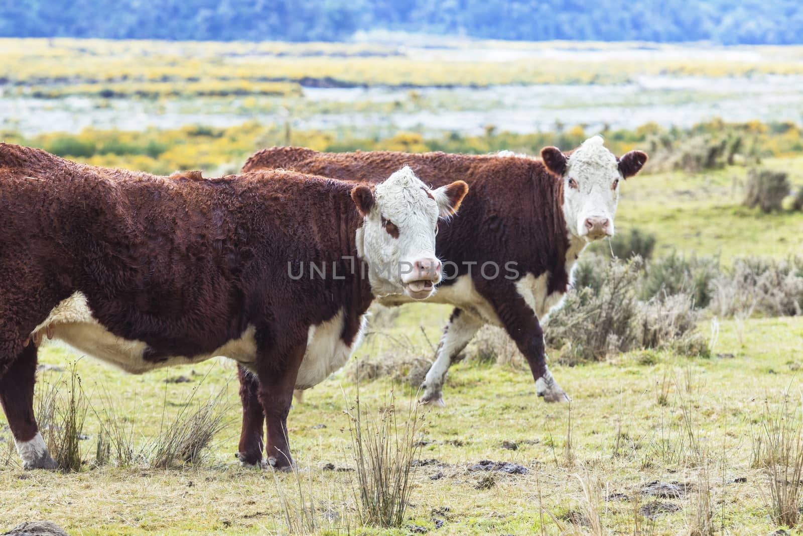 livestock cow in new zealand farm by khunaspix