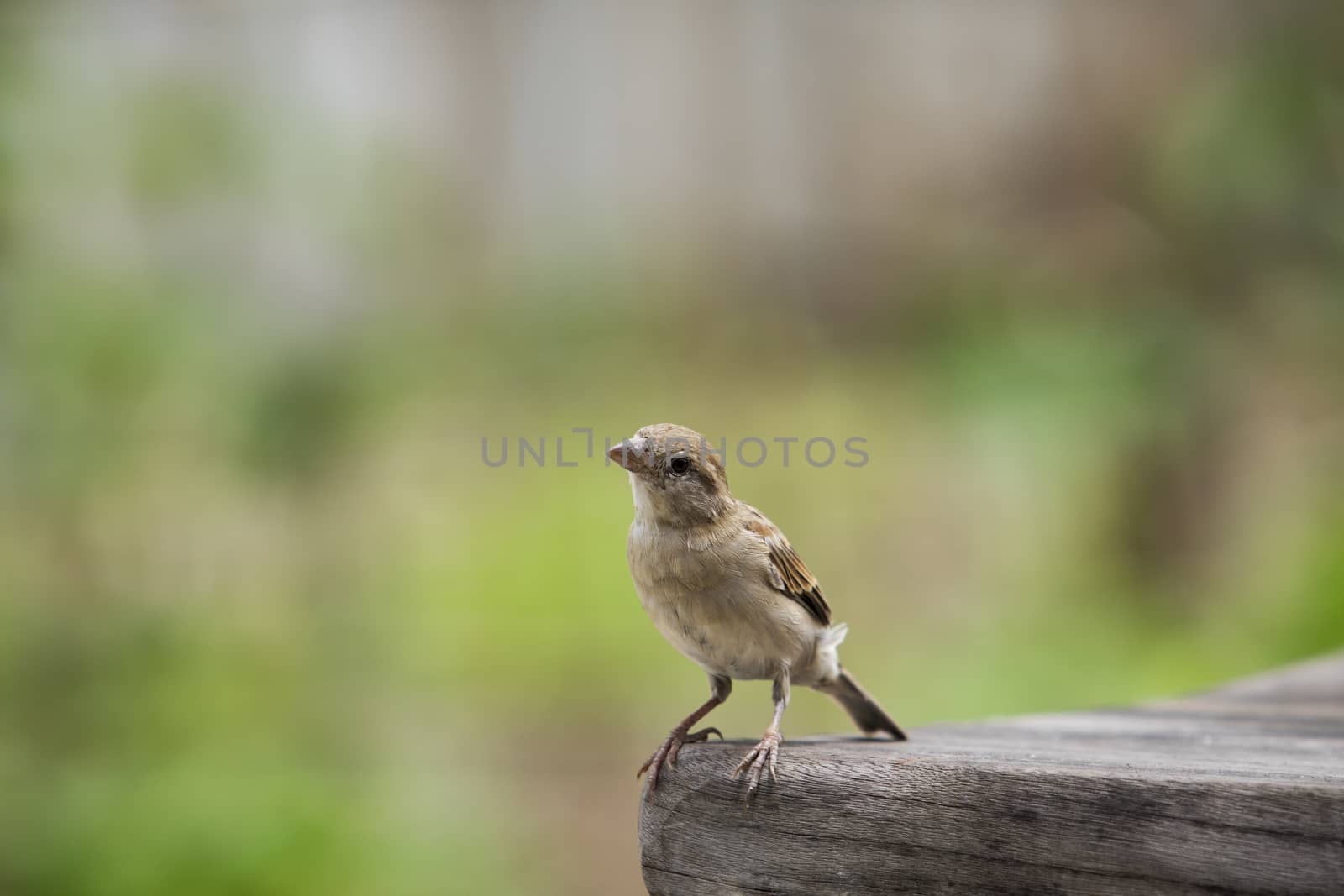 close up house sparrow with green blur background