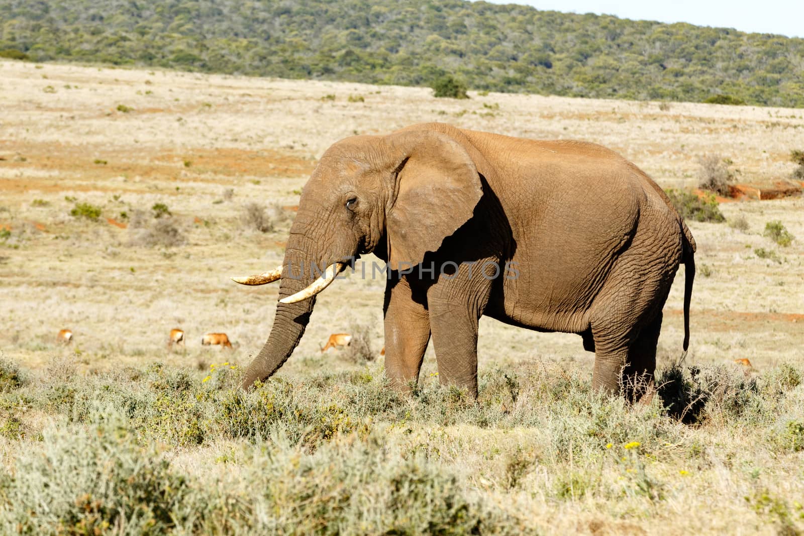 Elephant standing in a field eating grass.