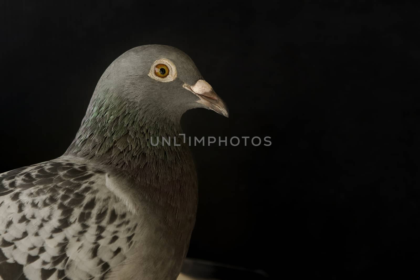 close up speed racing pigeon bird on black