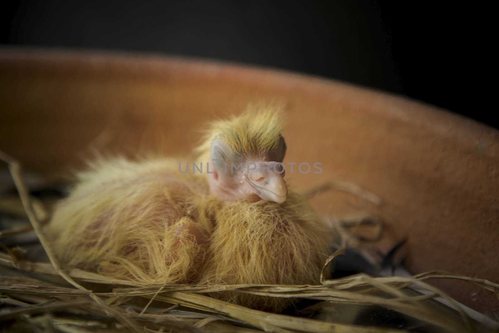 new born of pigeon bird in home nest by khunaspix