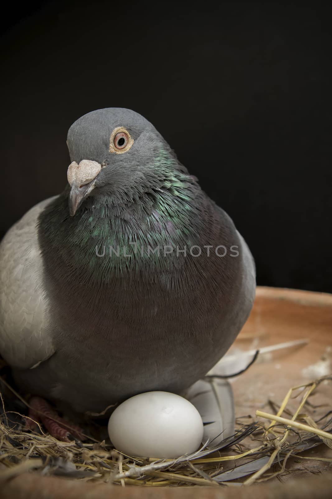 pigeion bird hatching egg in home loft by khunaspix