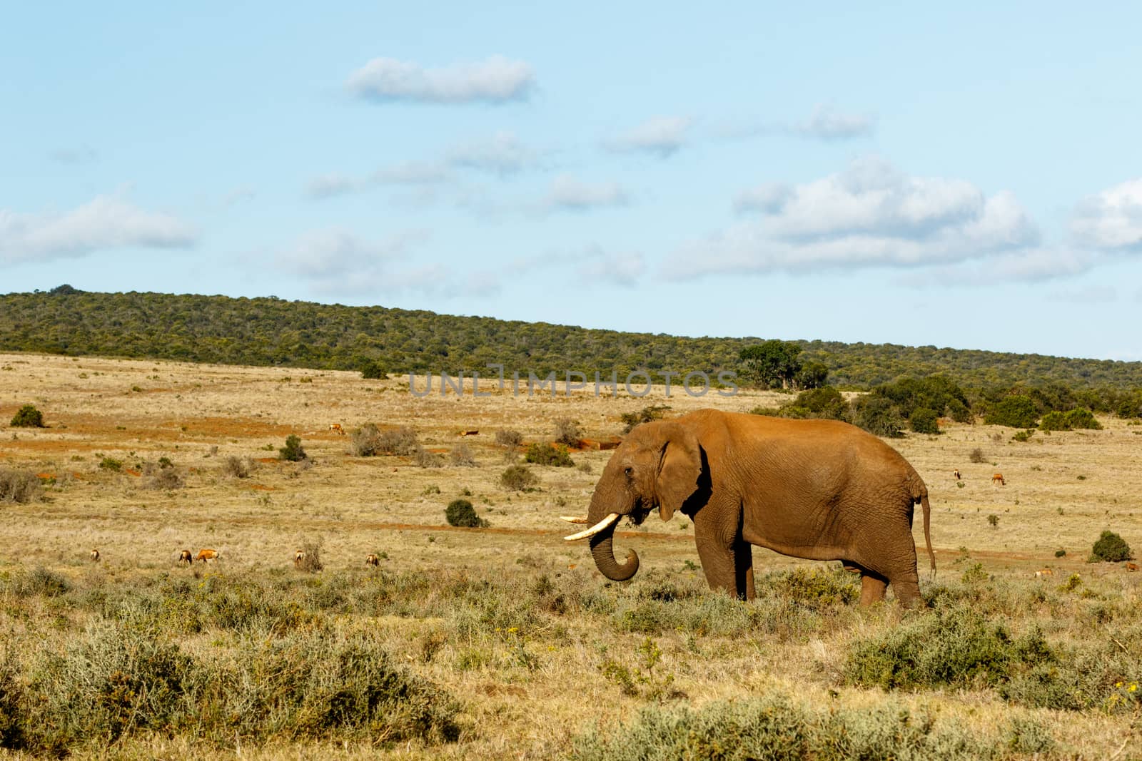 Blue Cloudy Skies with and African Bush Elephant Standing in a large field.