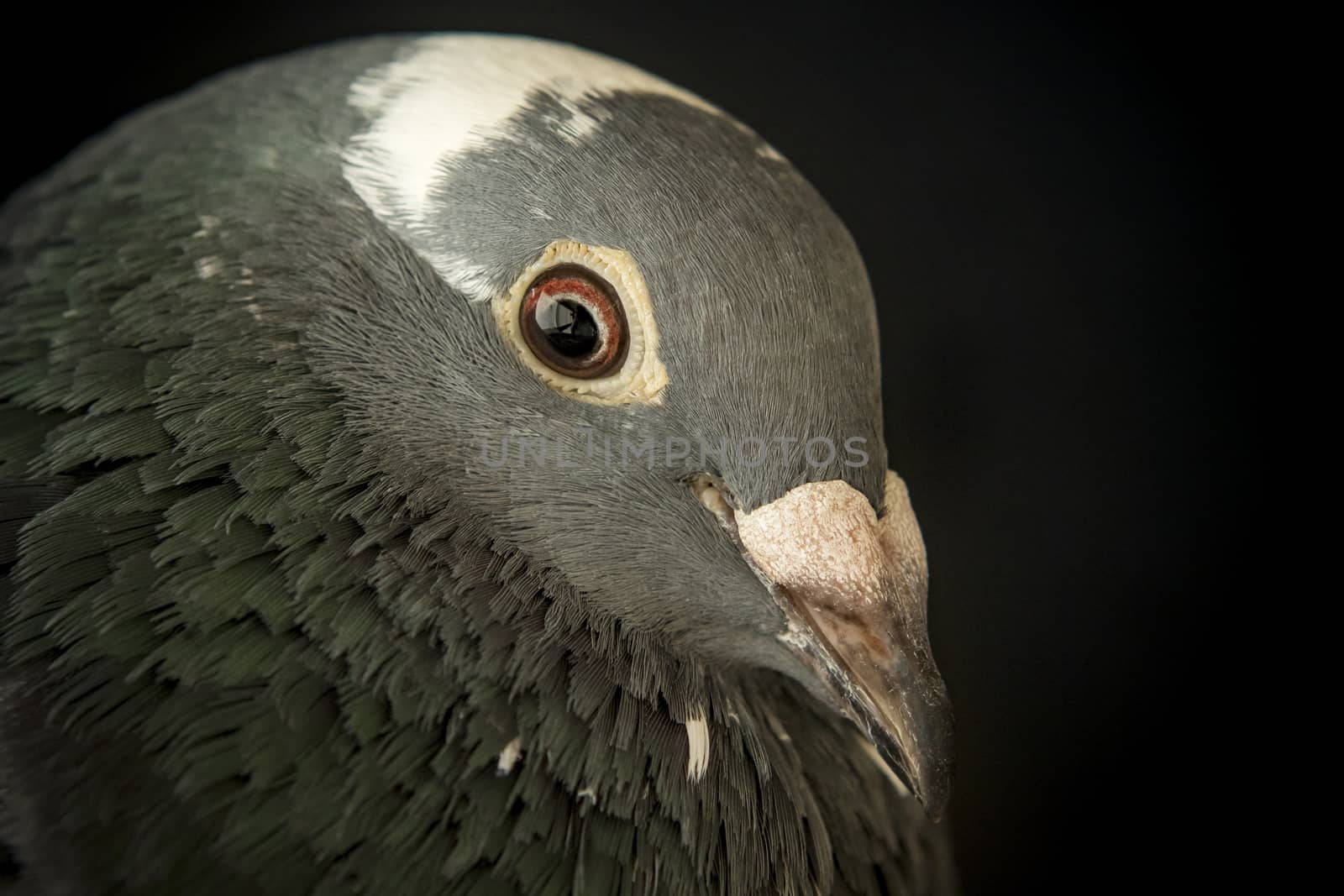 angry eyes of speed racing pigeon bird