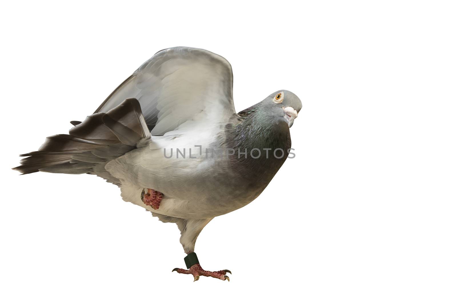 real pigeon yoga exercise isolated white background