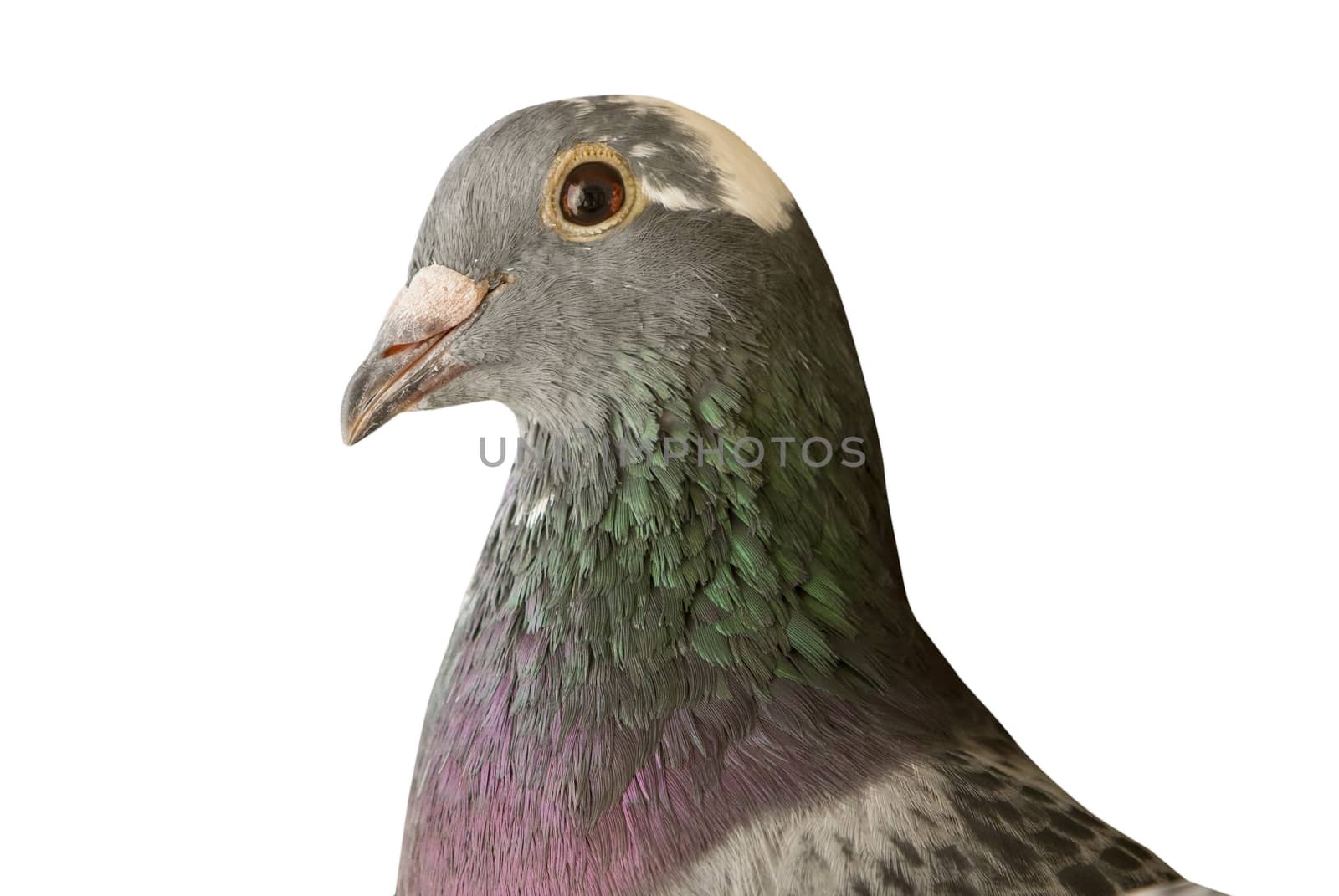 close up head shot of beautiful speed racing pigeon bird isolate by khunaspix