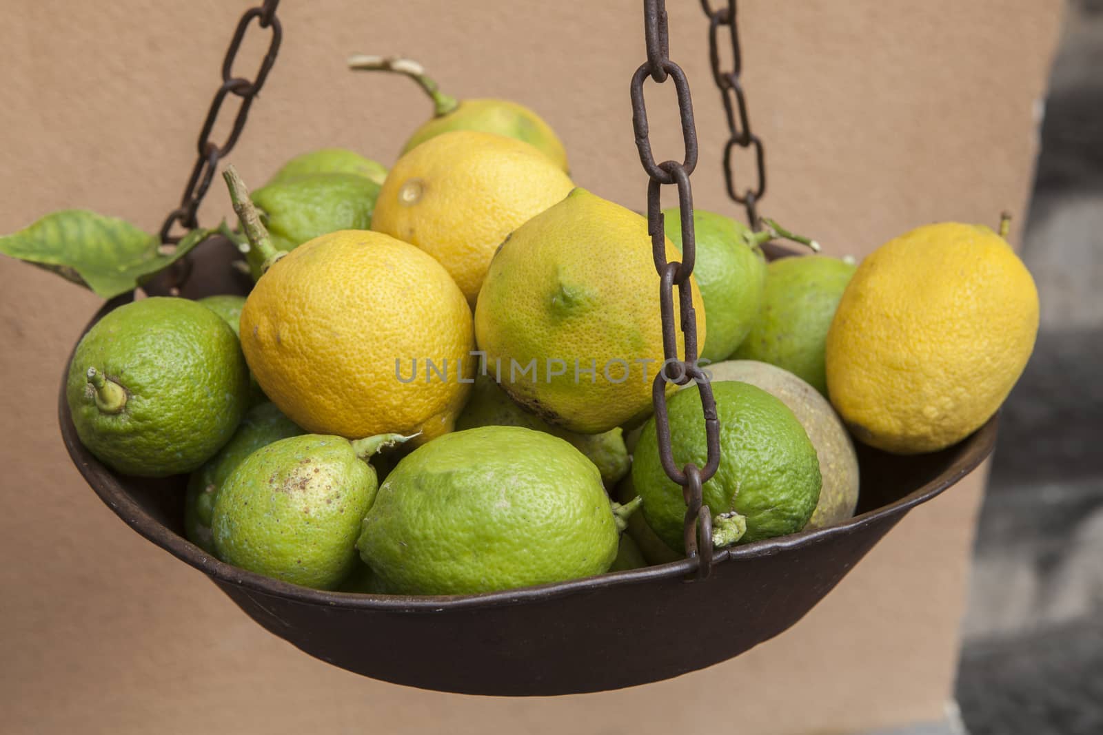 close up mediterranean lemon in sorrento south italy 