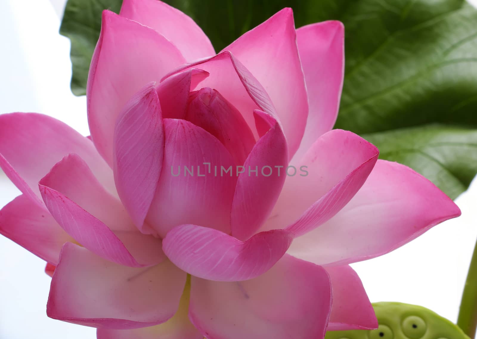 Artificial flower, handmade clay lotus flower with green leaf and pink petal, diy art product for home decoration, close up artwork on white background