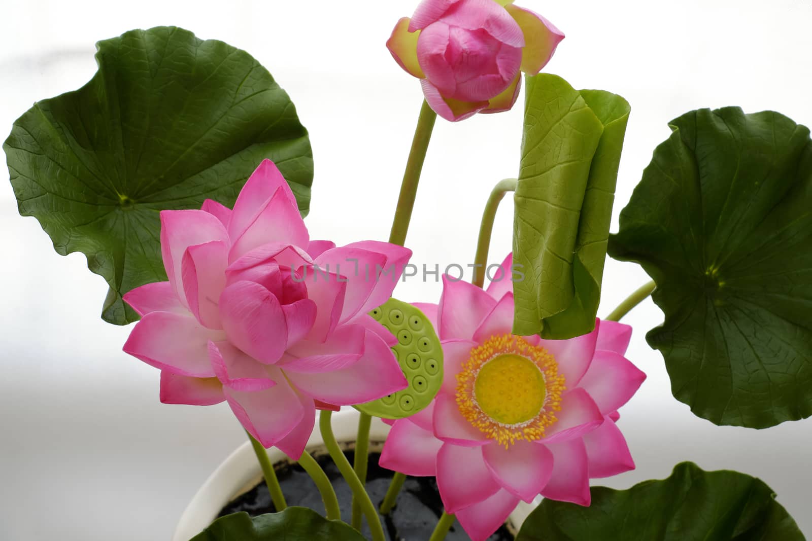 clay lotus flower on white background by xuanhuongho