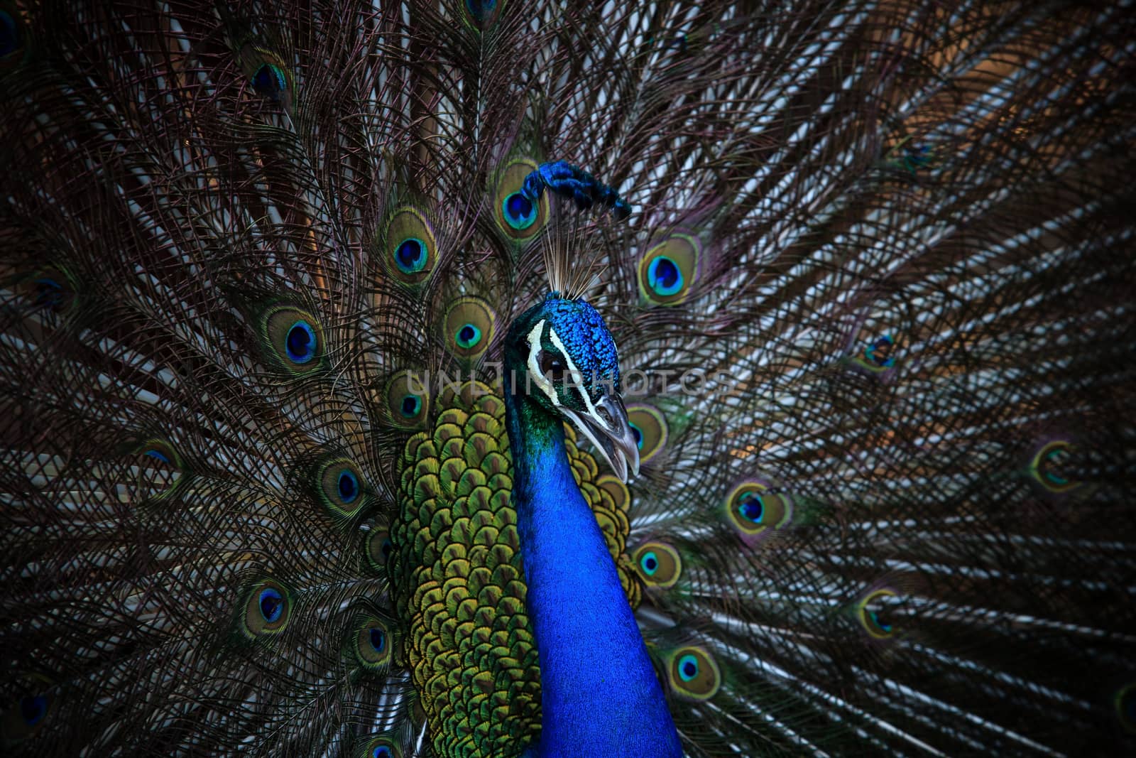 close up face of male indian peacock with beautiful breeding plumage tail