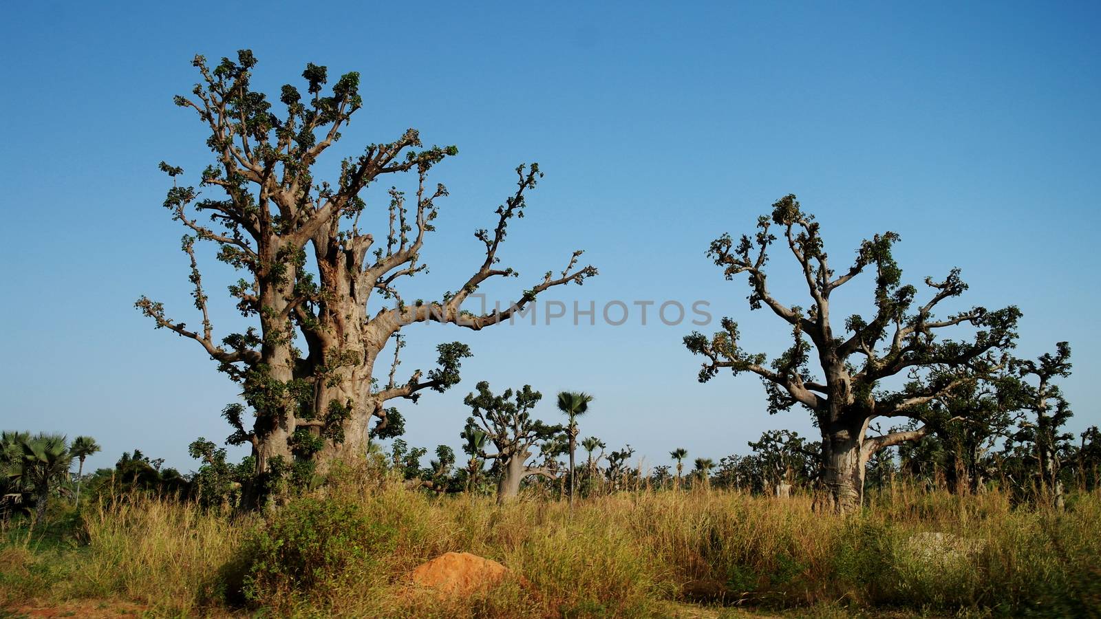 Baobab forest, Senegal by homocosmicos