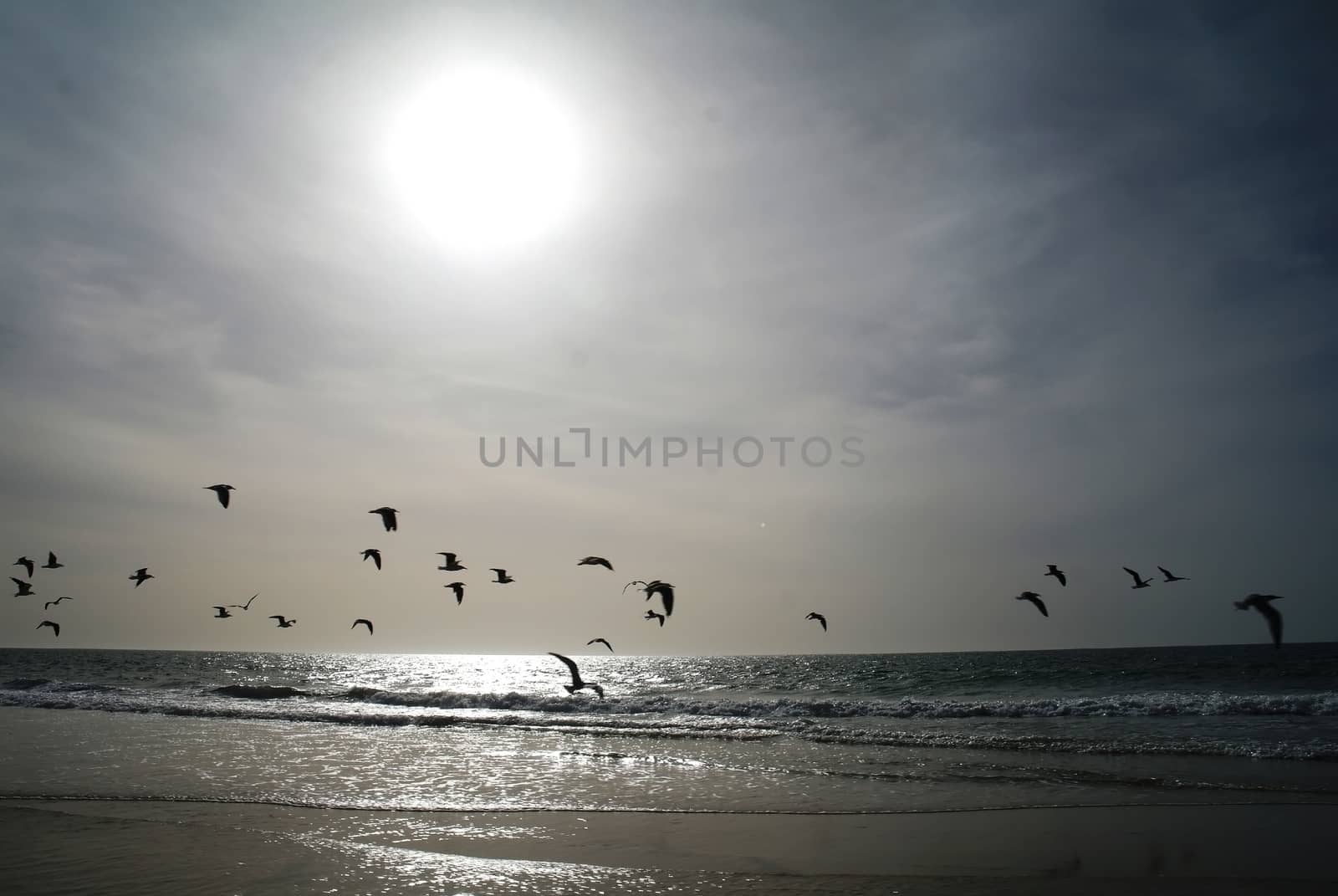 Sunset on the Nouakchott beach with flying seagulls, Mauritania