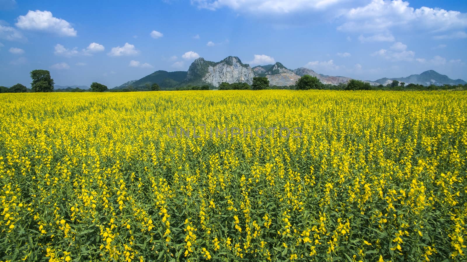 aerial view of yellow sunhemp flowers field in agricuilture meadow 