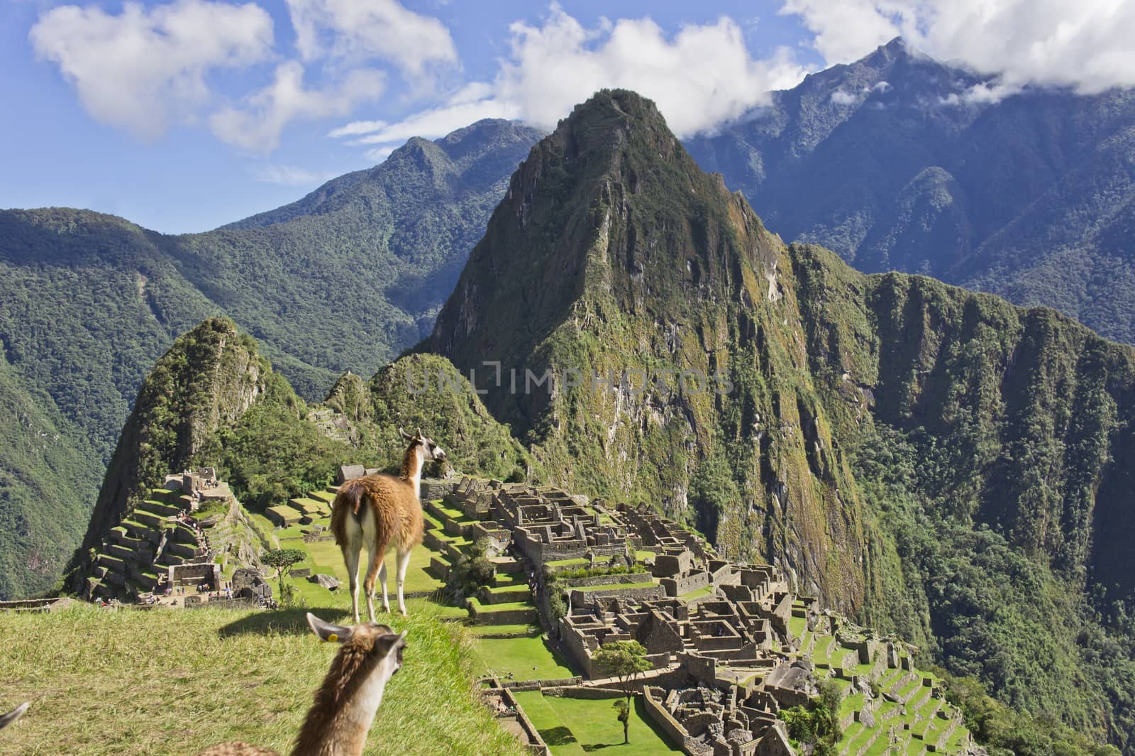 Machu Picchu, Peru, South America by giannakisphoto