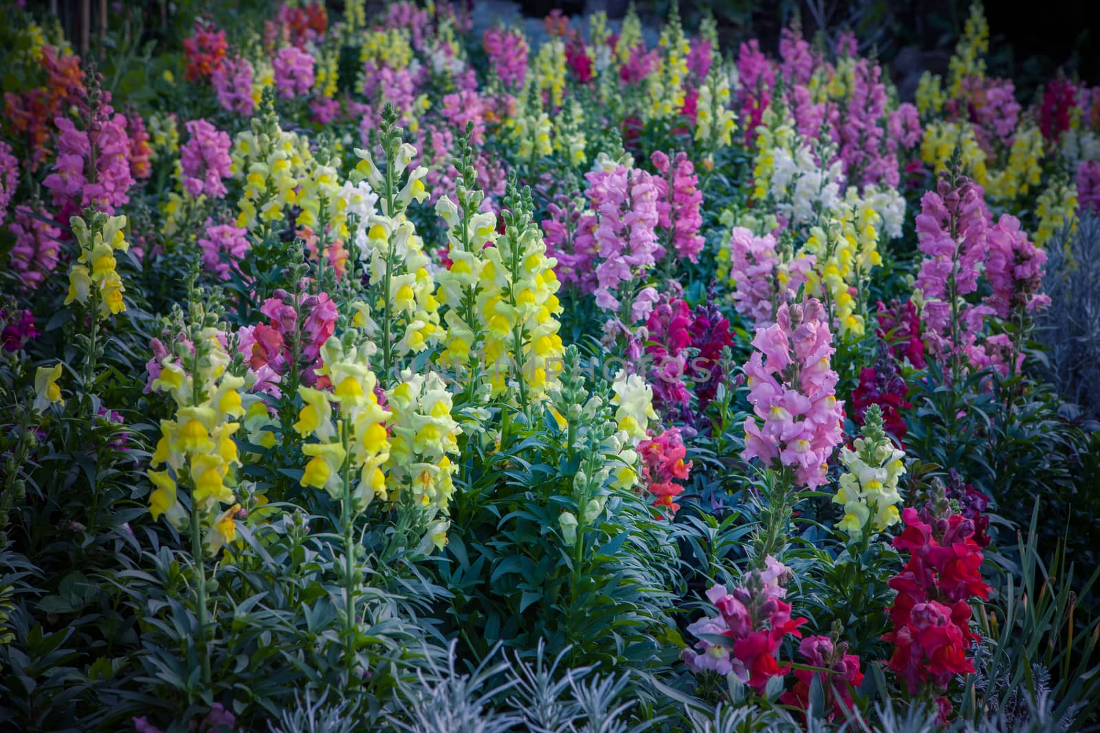 beautiful winter flower plant blooming in plantation chiangmai northern of thailand