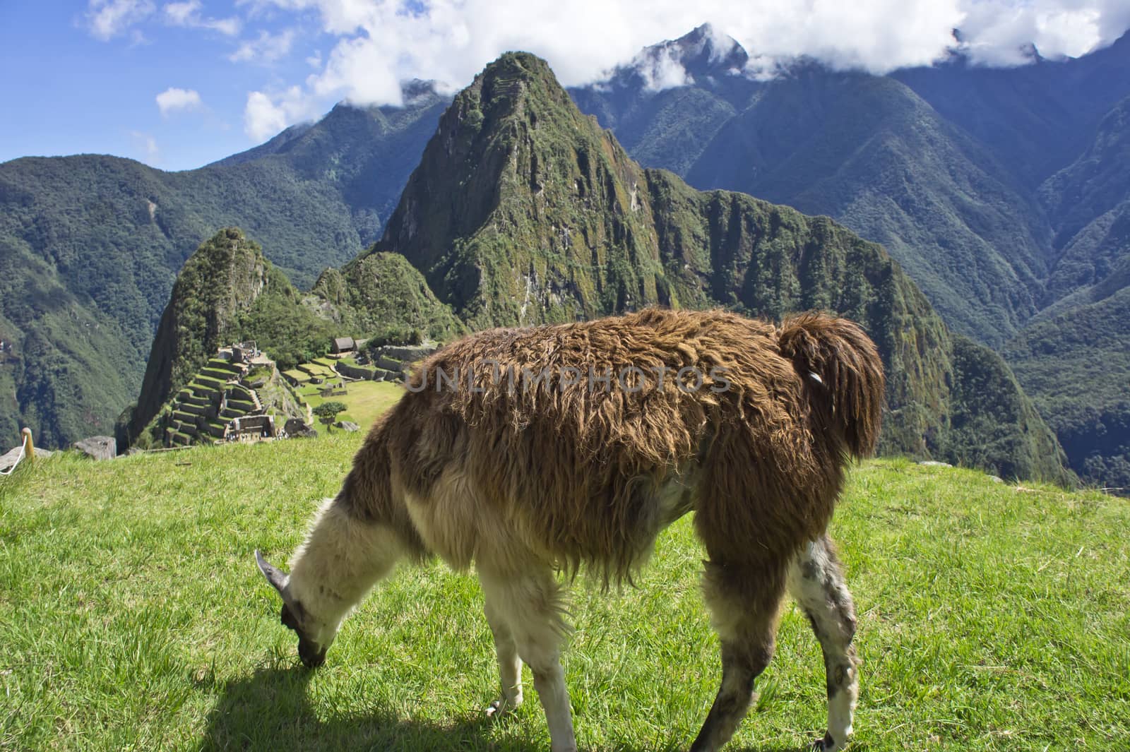 Machu Picchu, Peru, South America by giannakisphoto