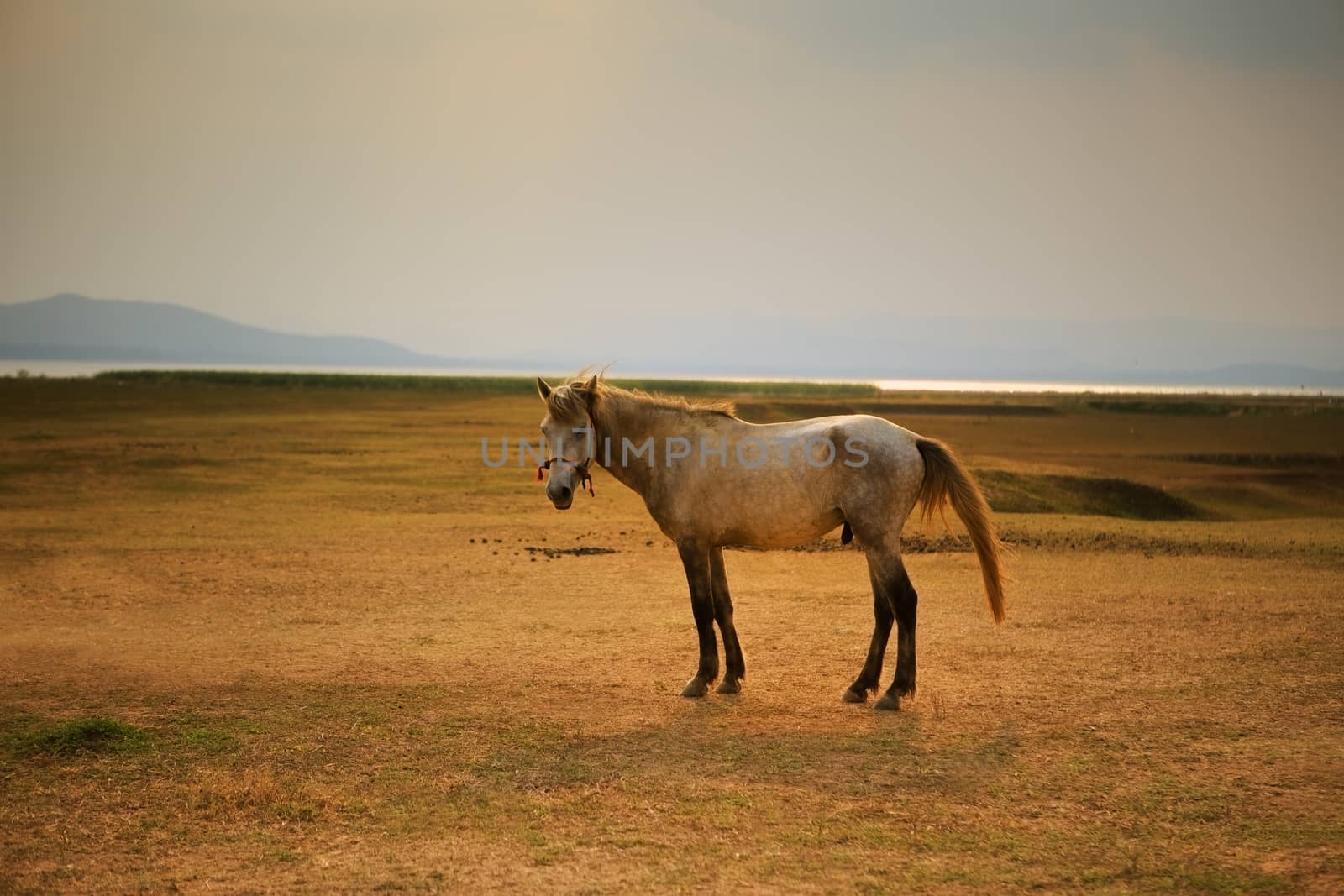 male horse on rural farm field