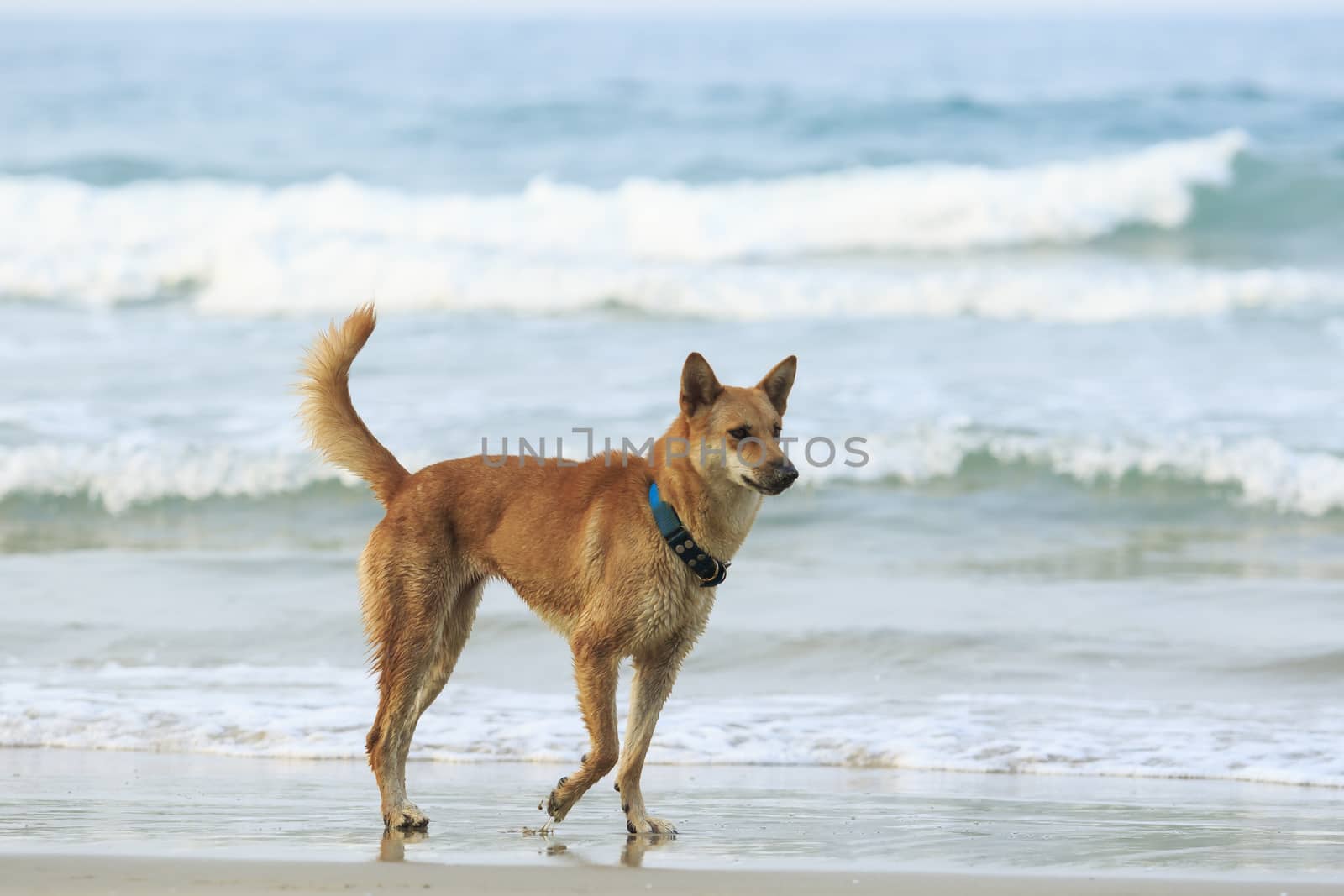 face of street dog standing on sand beach 