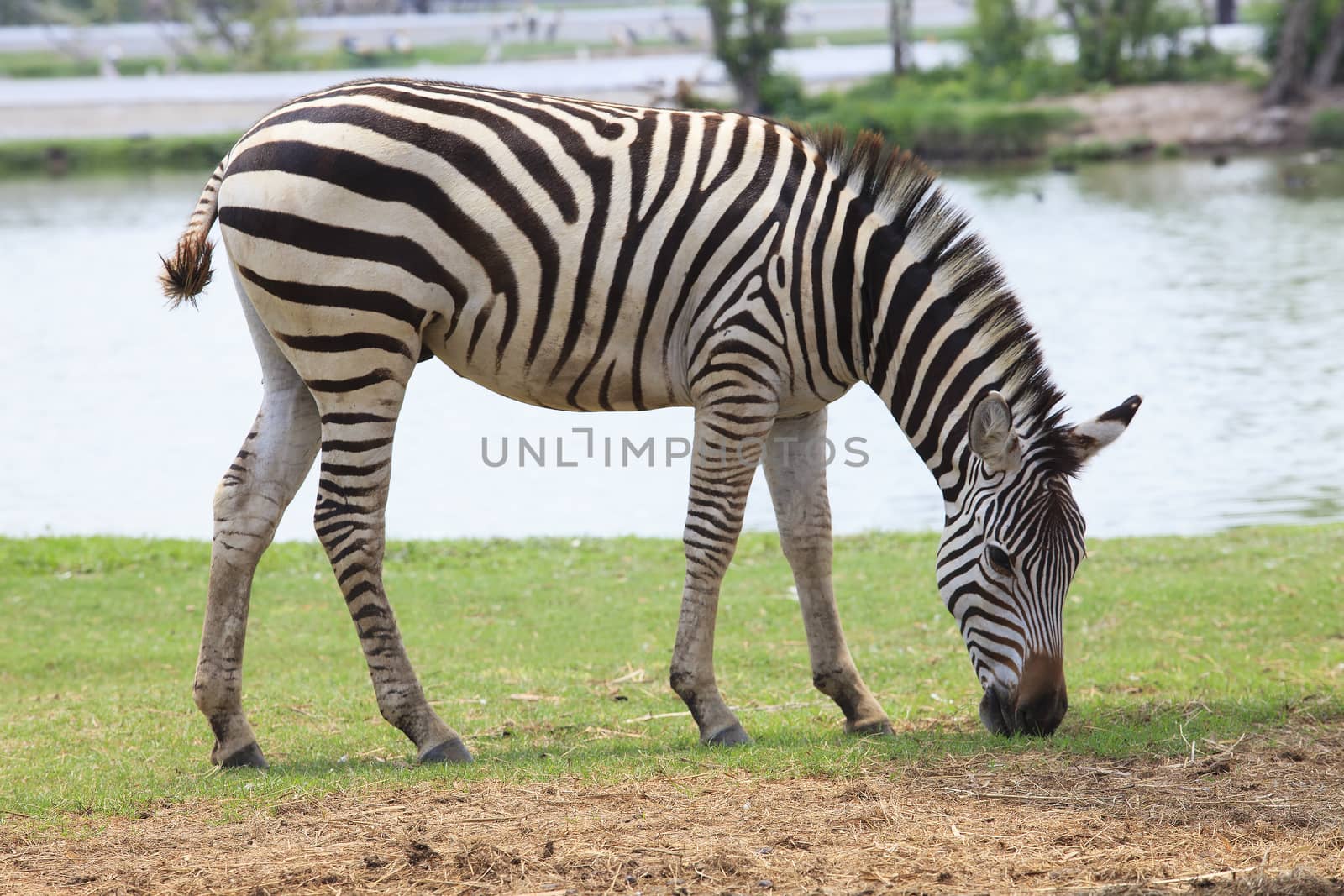 side view full body of african zebra on green field