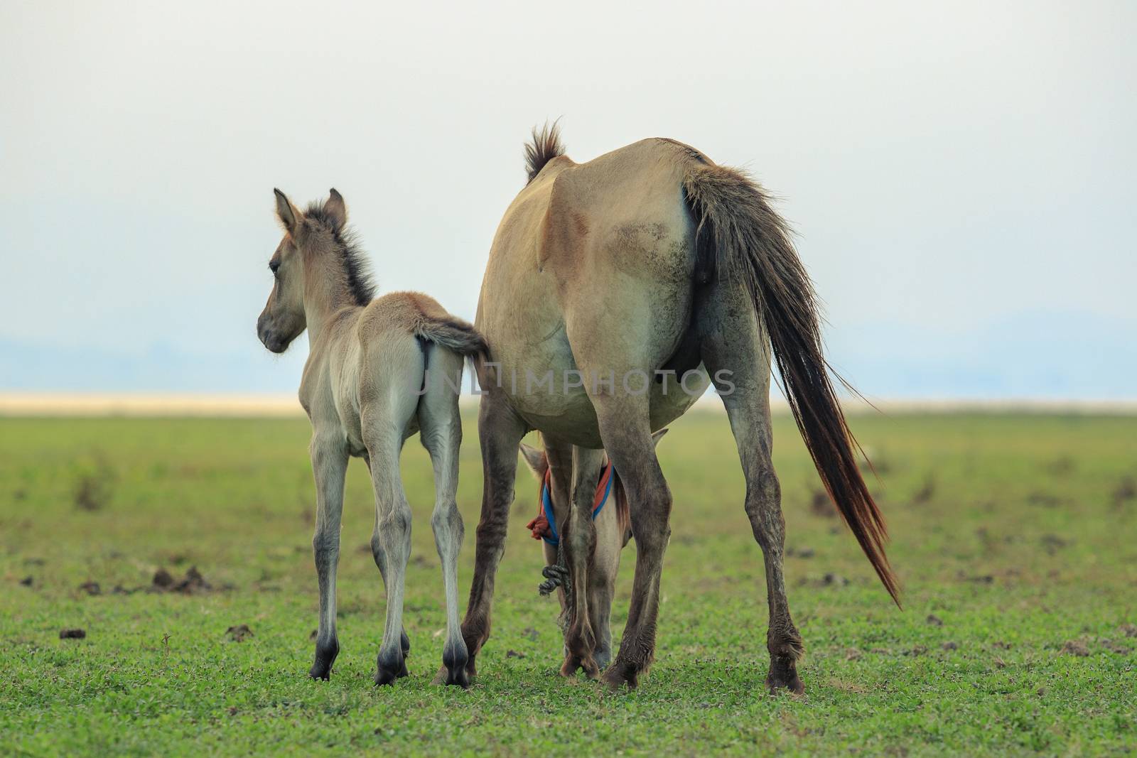portrait of freedom horse pony in natural wide meadow 
