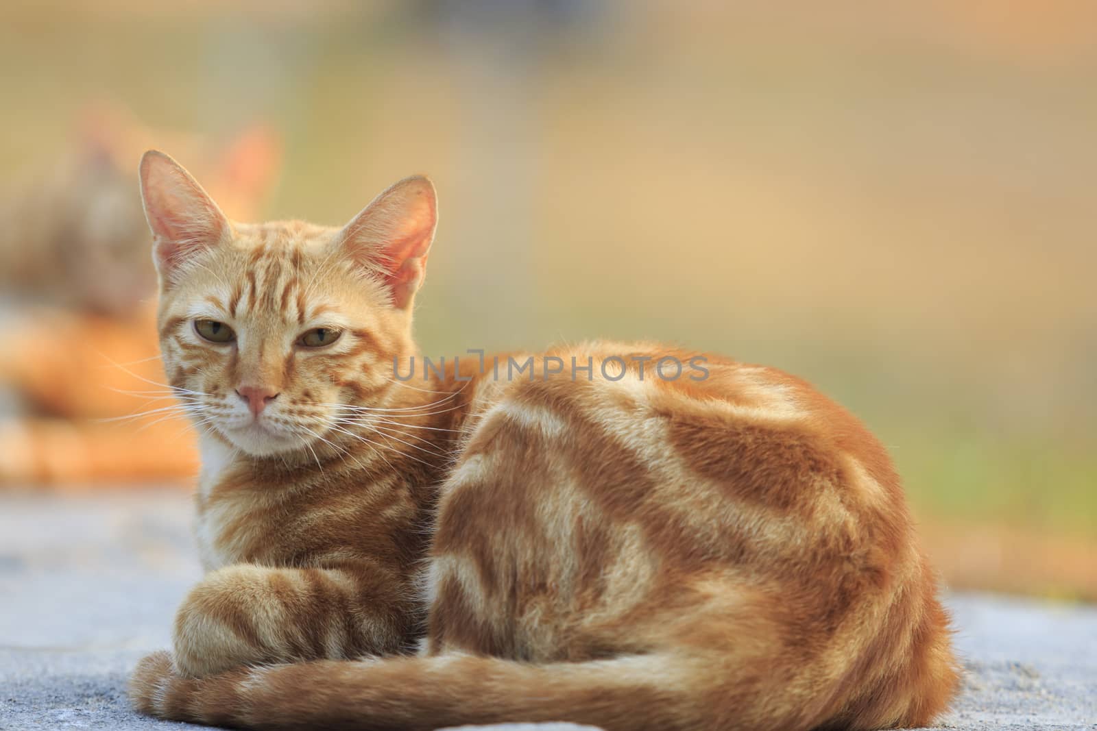 domestic orange fur cat relaxing in park with beautiful morning light