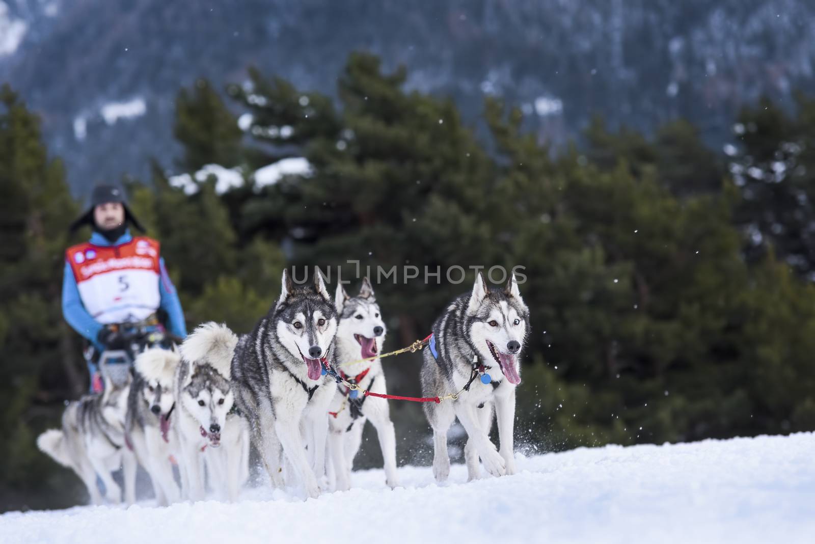 SARDIERES VANOISE, FRANCE - JANUARY 19 2016 - the GRANDE ODYSSEE the hardest mushers race in savoie Mont-Blanc, Donato EGLI, sweeden musher, Vanoise, Alps