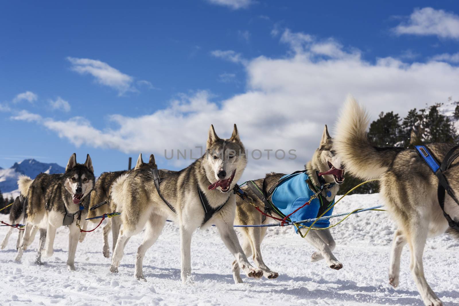 musher dogteam driver and Siberian husky at snow winter competition race in forest